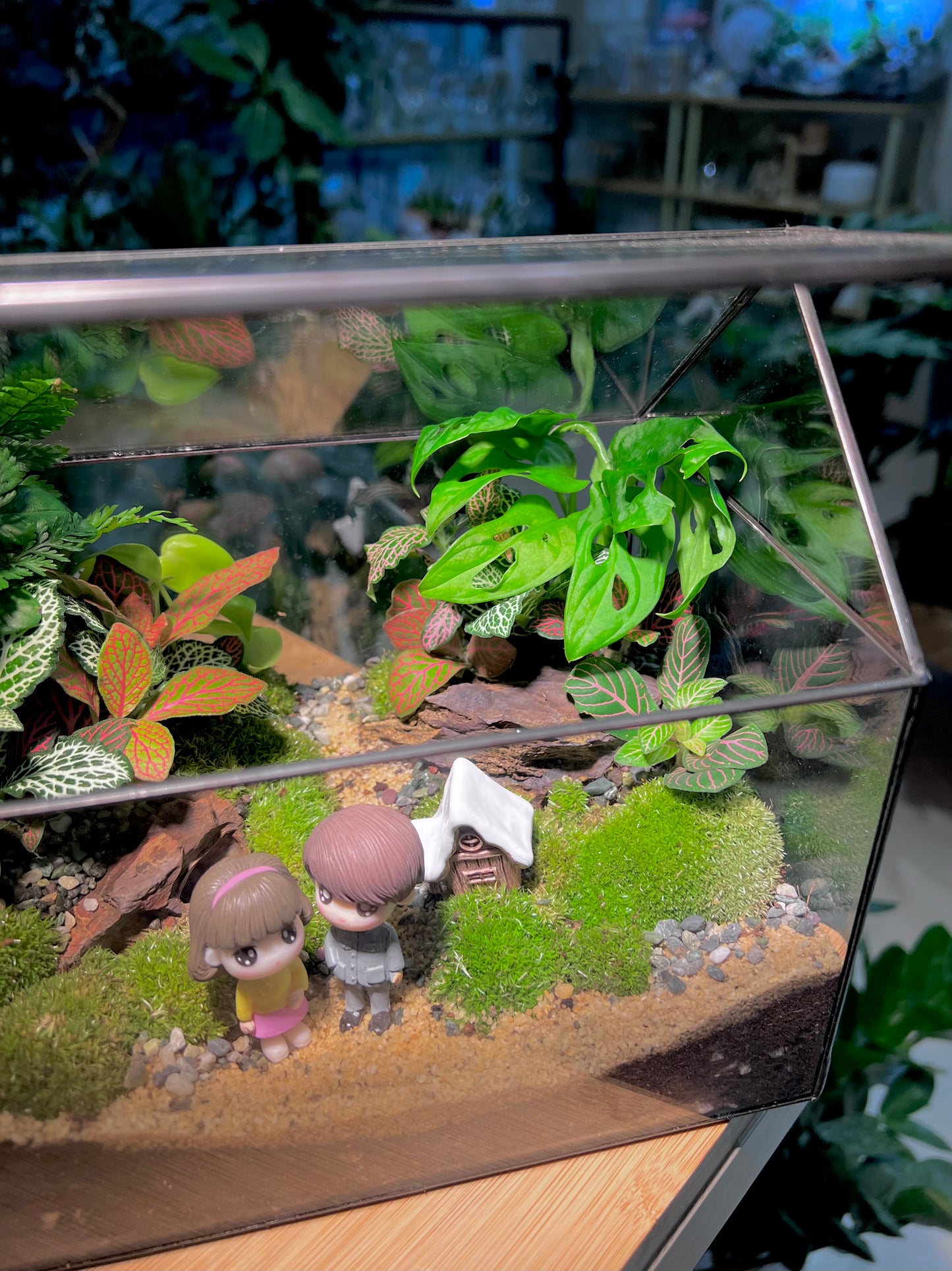 Valentine Gift - Fittonia and Fern with Moss Arrangement in Black Frame Glasshouse