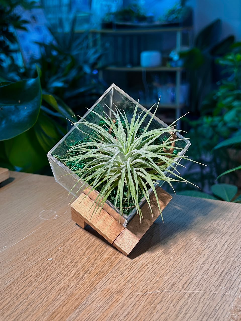 Airplant (η©Ίζ°ε€ζ’¨) Tillandsia Fuchsii in Acrylic Box (M) with Wooden Stand