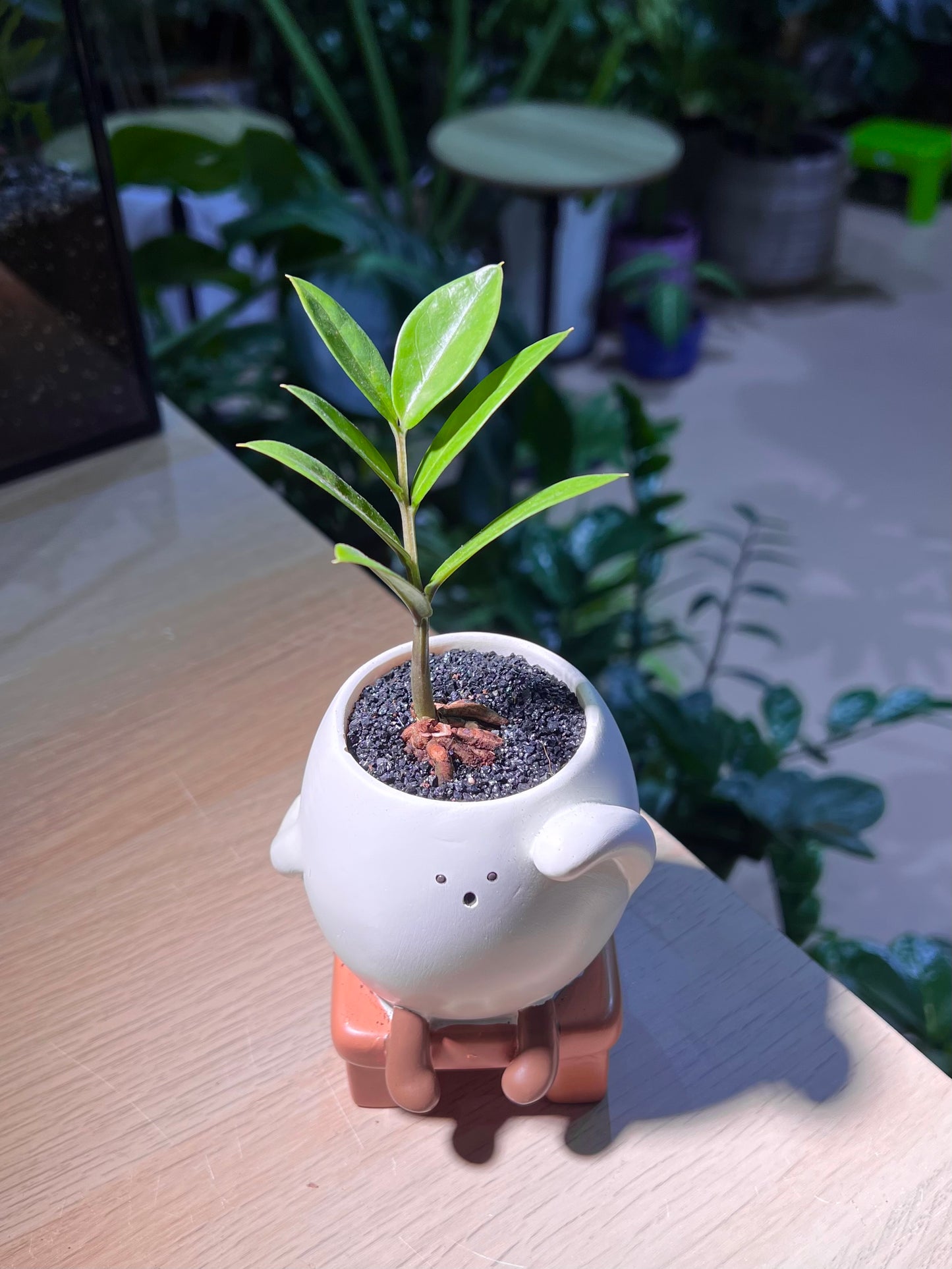 ZZ Plant (ιι±ζ ) in π«‘ Bench Ceramic Pot
