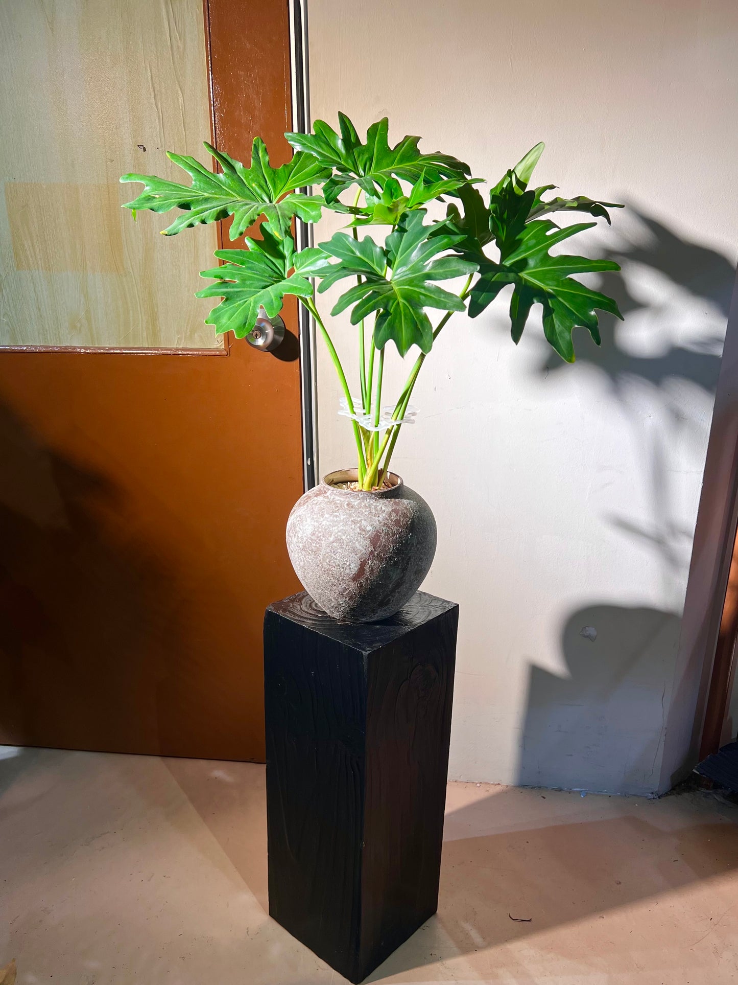 Philodendron Selloum in Ceramic Pot