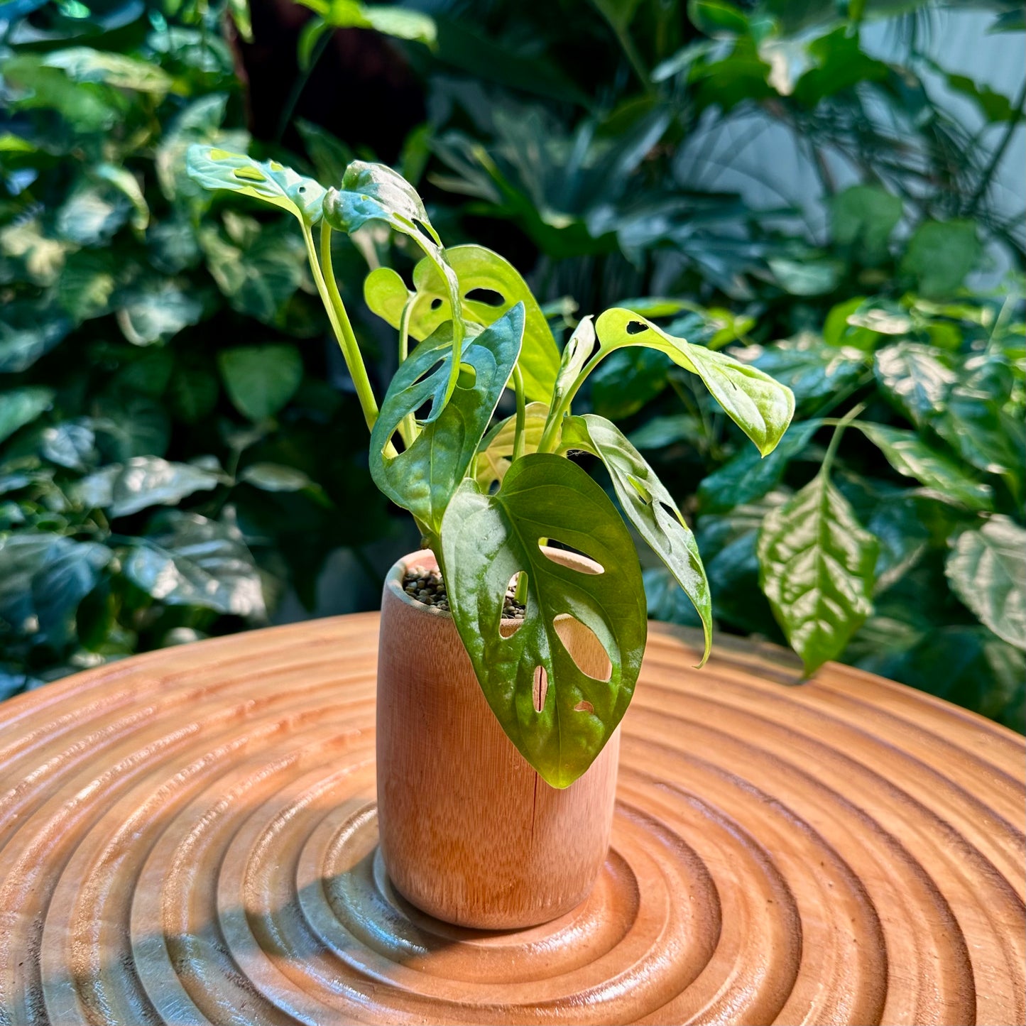 Monstera Adansonii in Bamboo Pot
