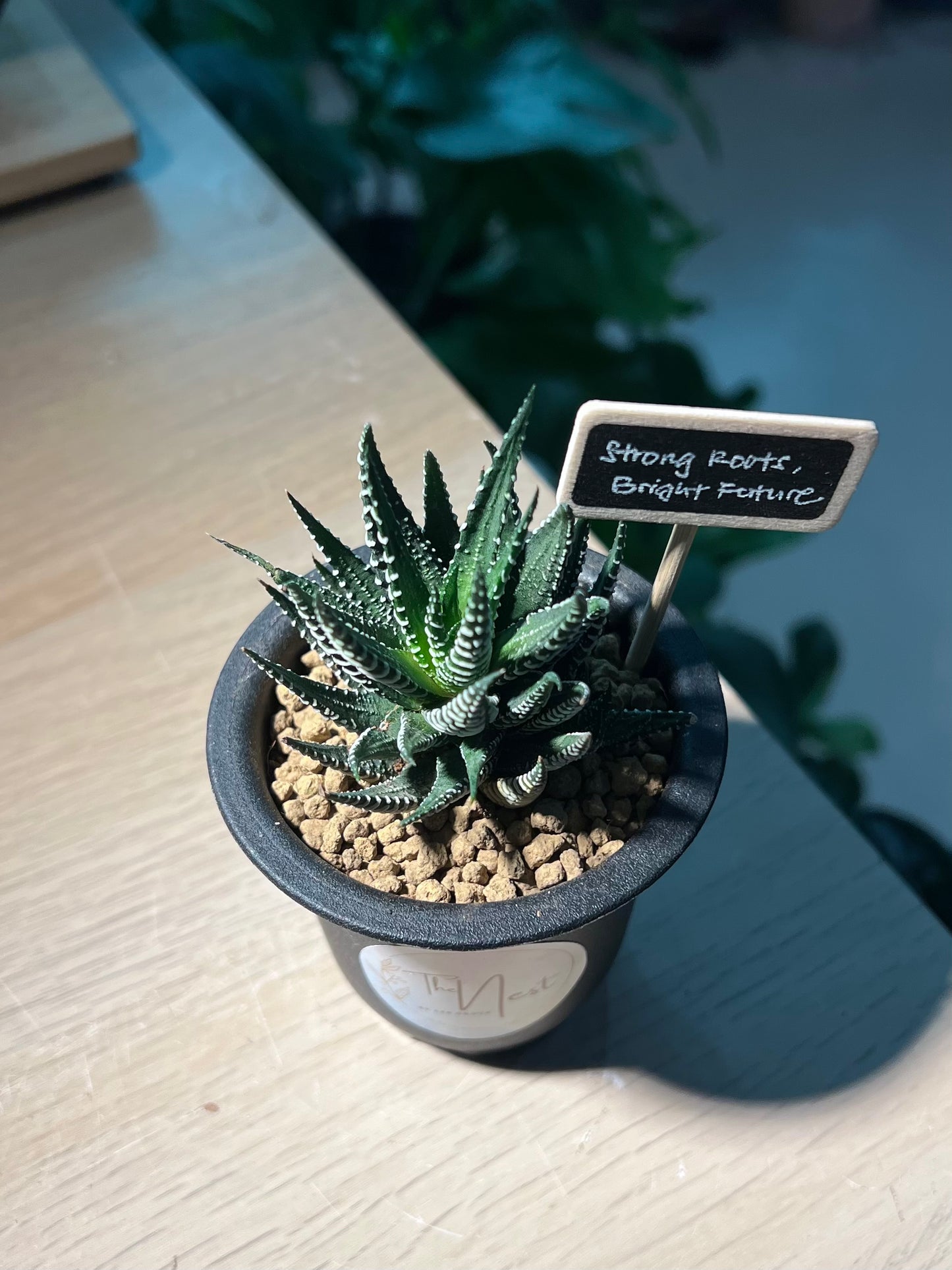 Haworthia (ๅไบๅท) in Tall Black Polymer Pot