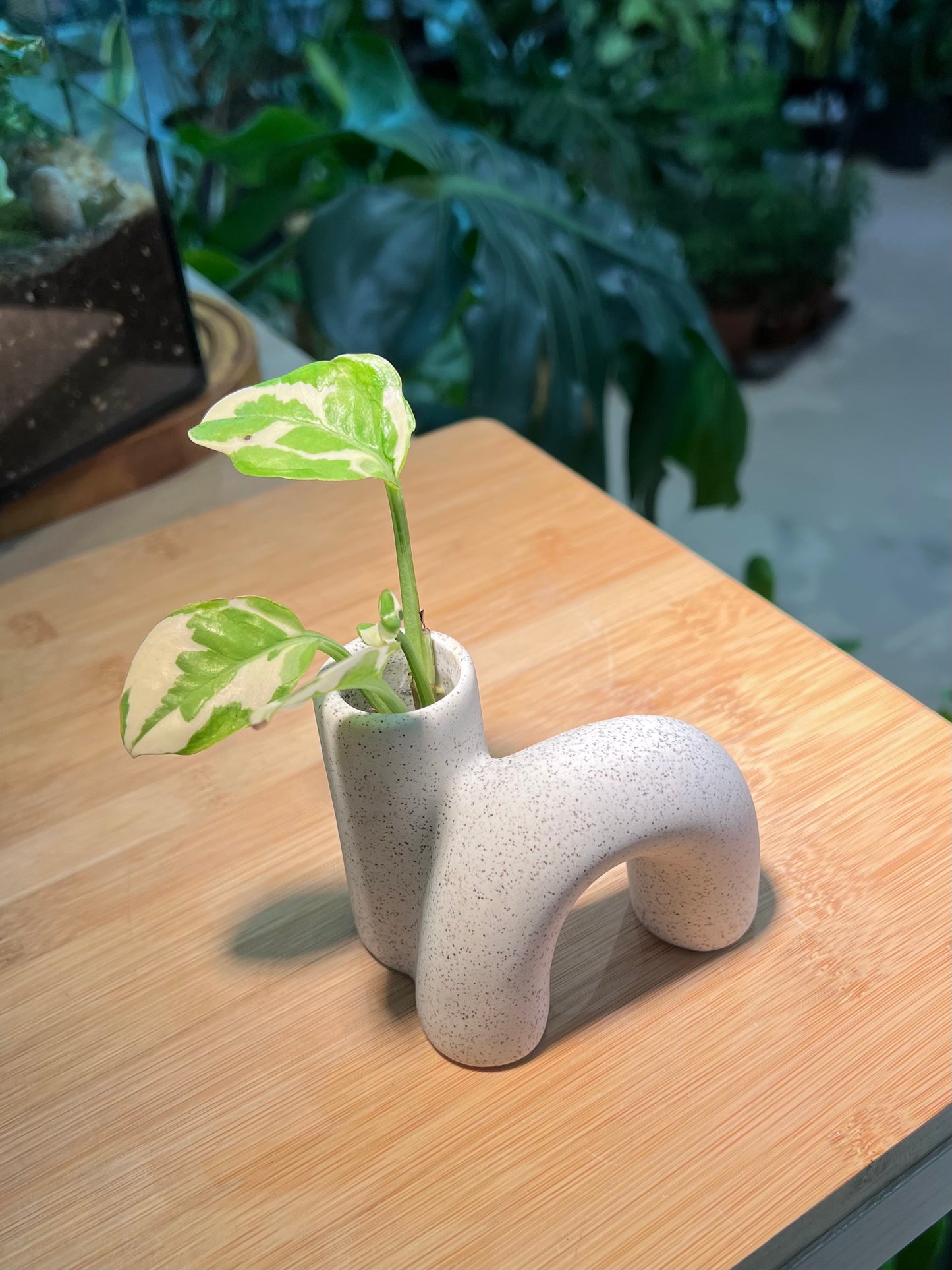 Pothos Njoy (绿萝) in 'N' Shape Designed Ceramic Pot