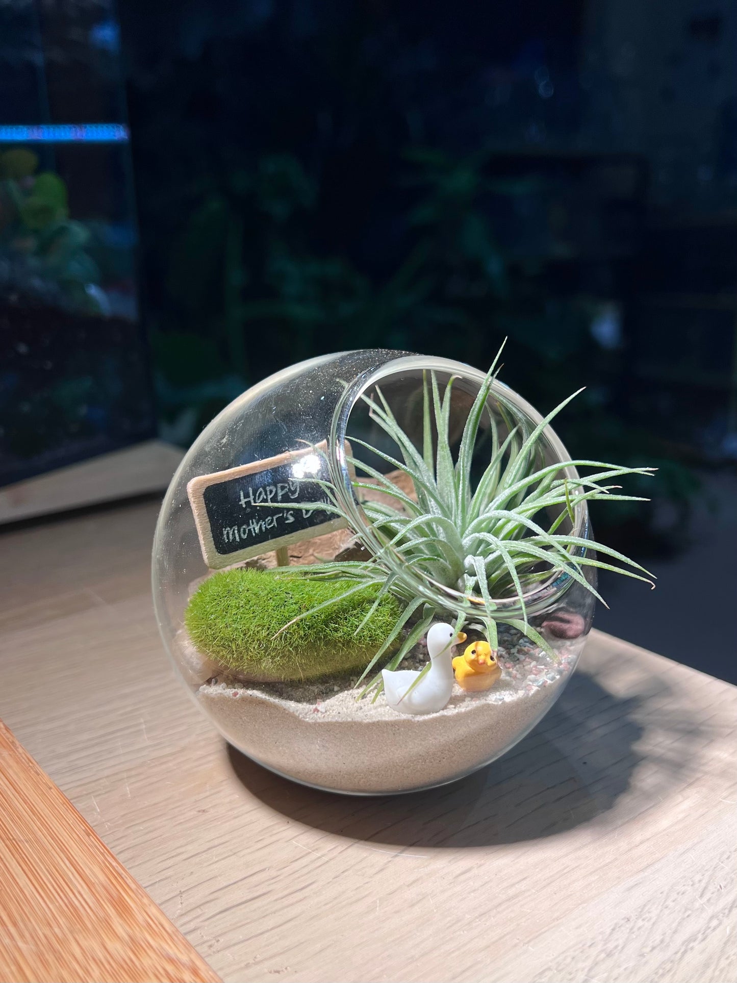 Mother’s Day Gift - Airplant in Round Glass