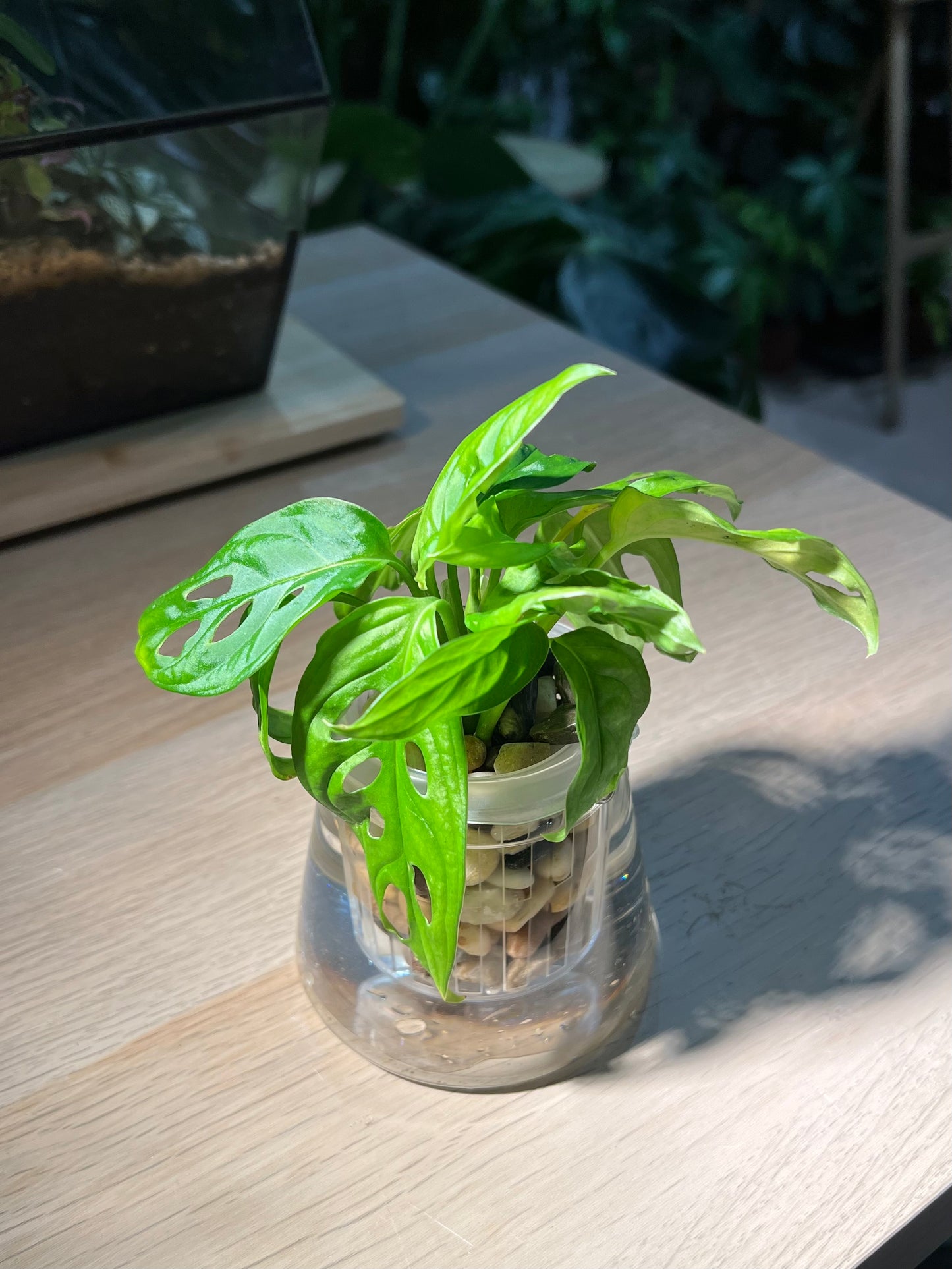 Monstera in Fuji Water Based Glass
