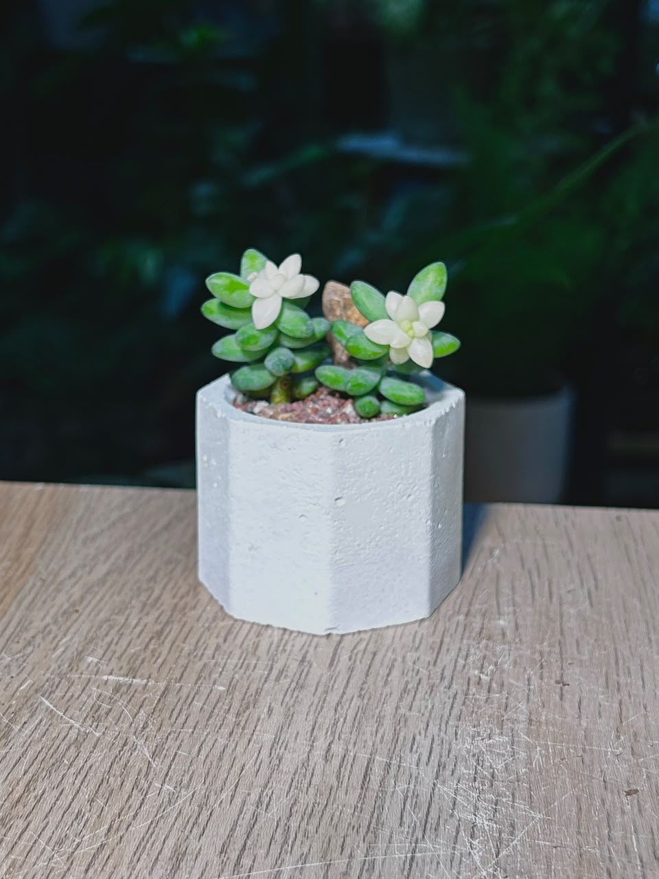 Little Gem (ε€θζ€η©) Succulent in Hexagonal Matte Cement Pot