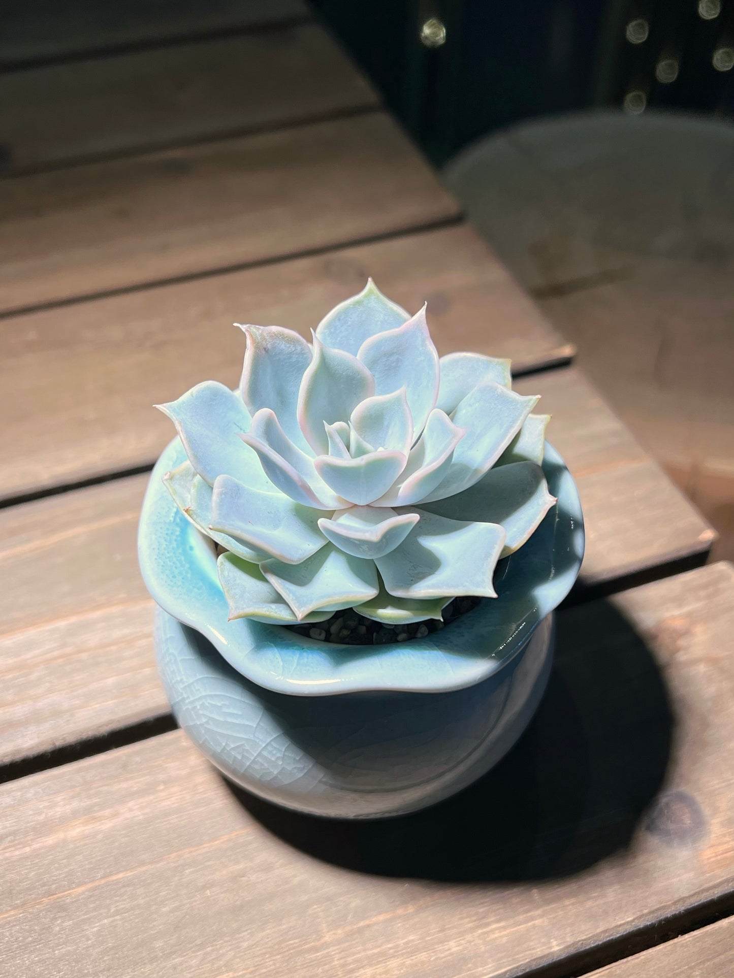 Echeveria in Sky Blue Petal Edge Ceramic Pot