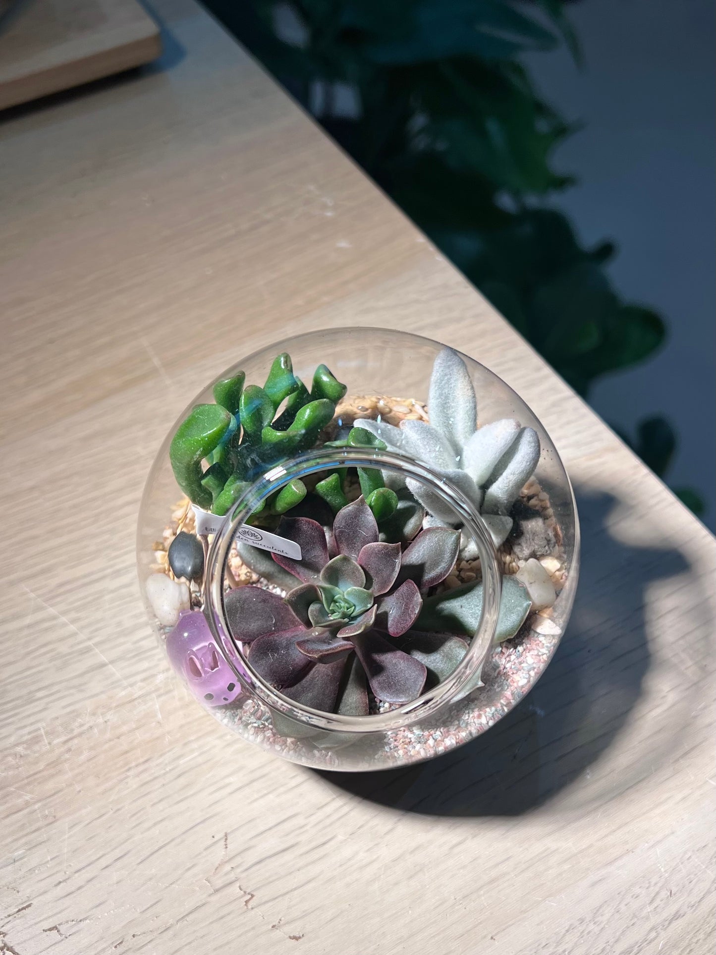 Succulent Terrarium in Round Glass (M)