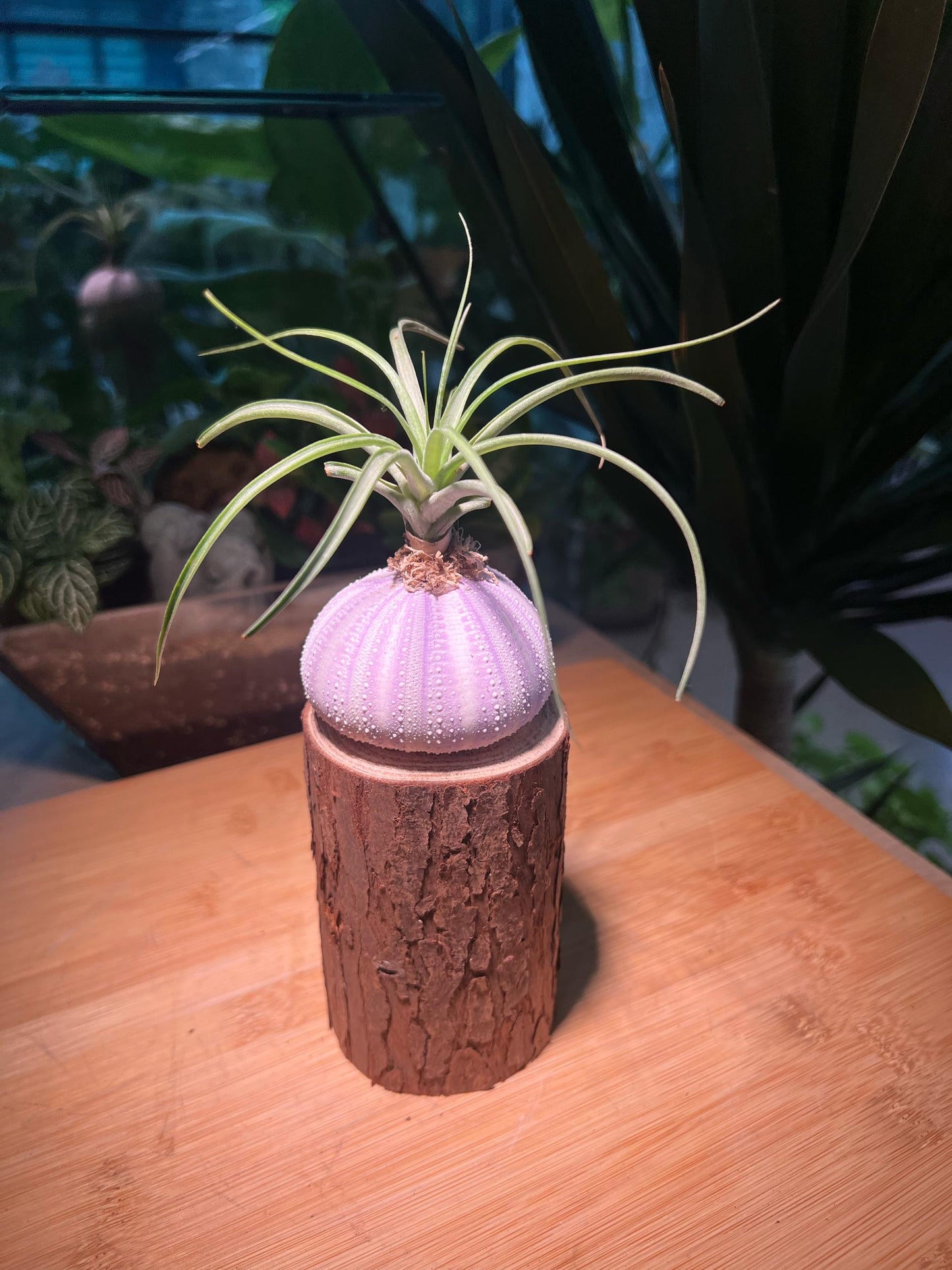 Airplant on Real Sea Urchin Shell