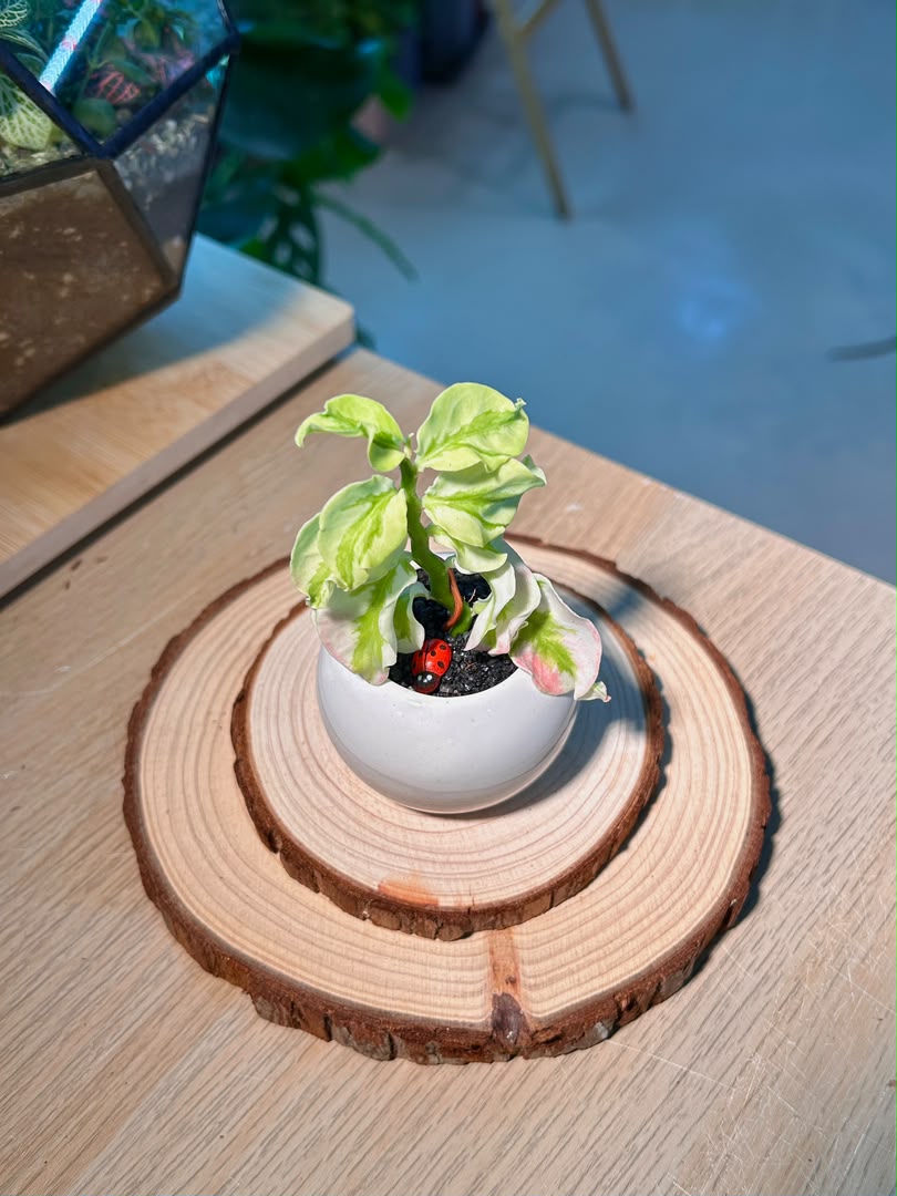 Bird Flower (ε°ιΈθ±) Euphorbia Tithymaloides in White Glazed Ceramic Pot