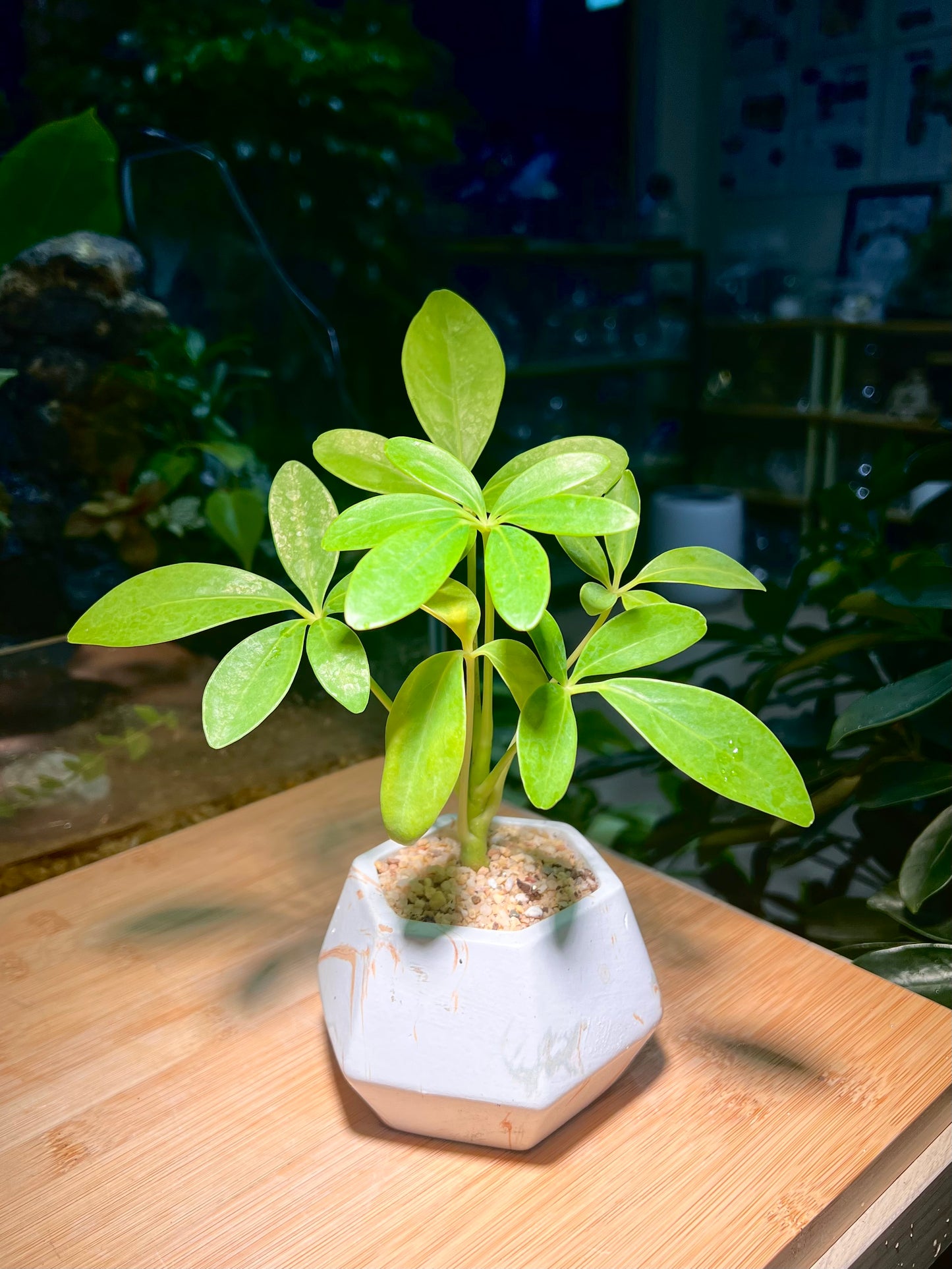 Dwarf Umbrella Plant in Hexagon Ceramic Pot