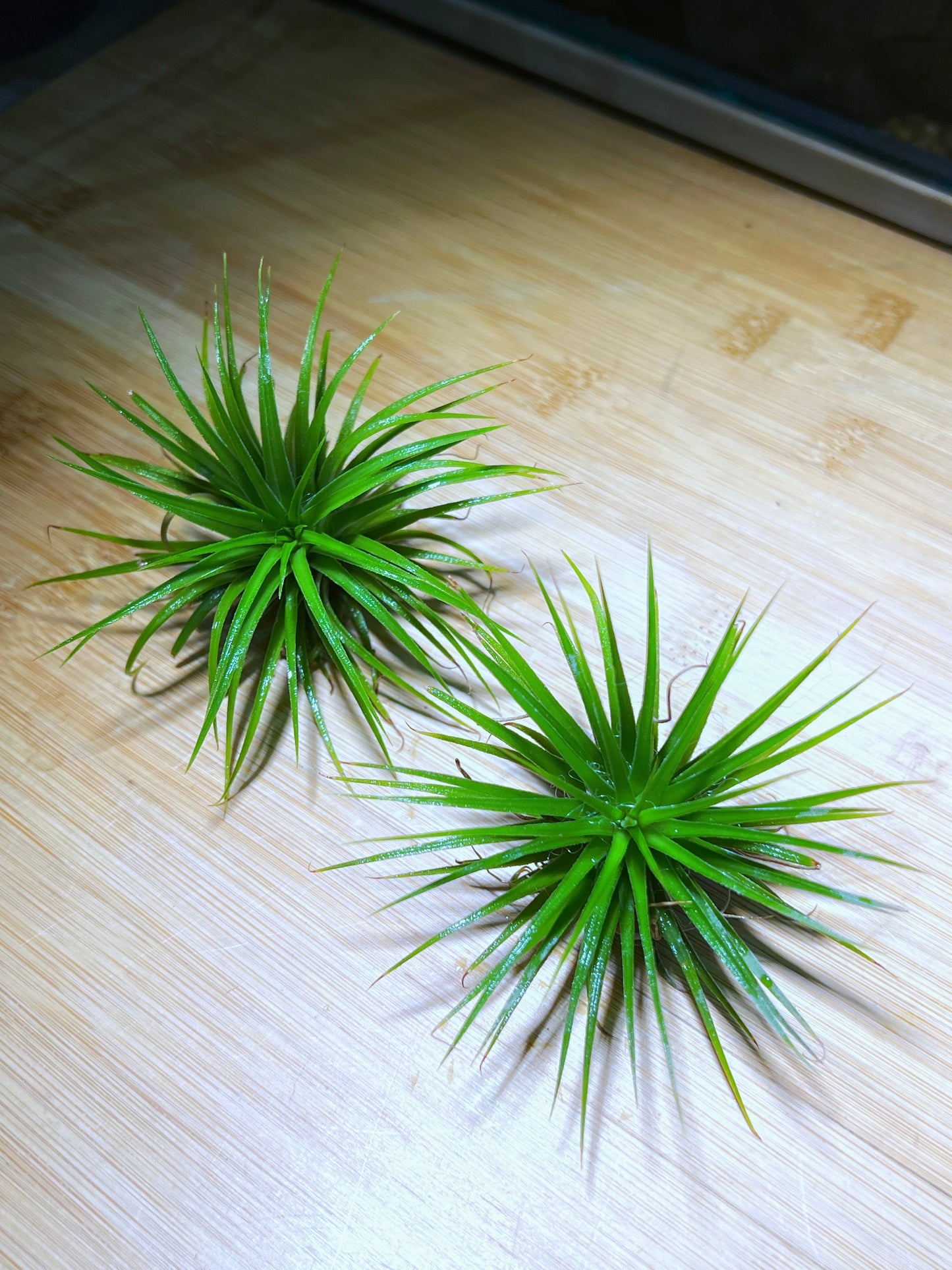 Twin Airplant