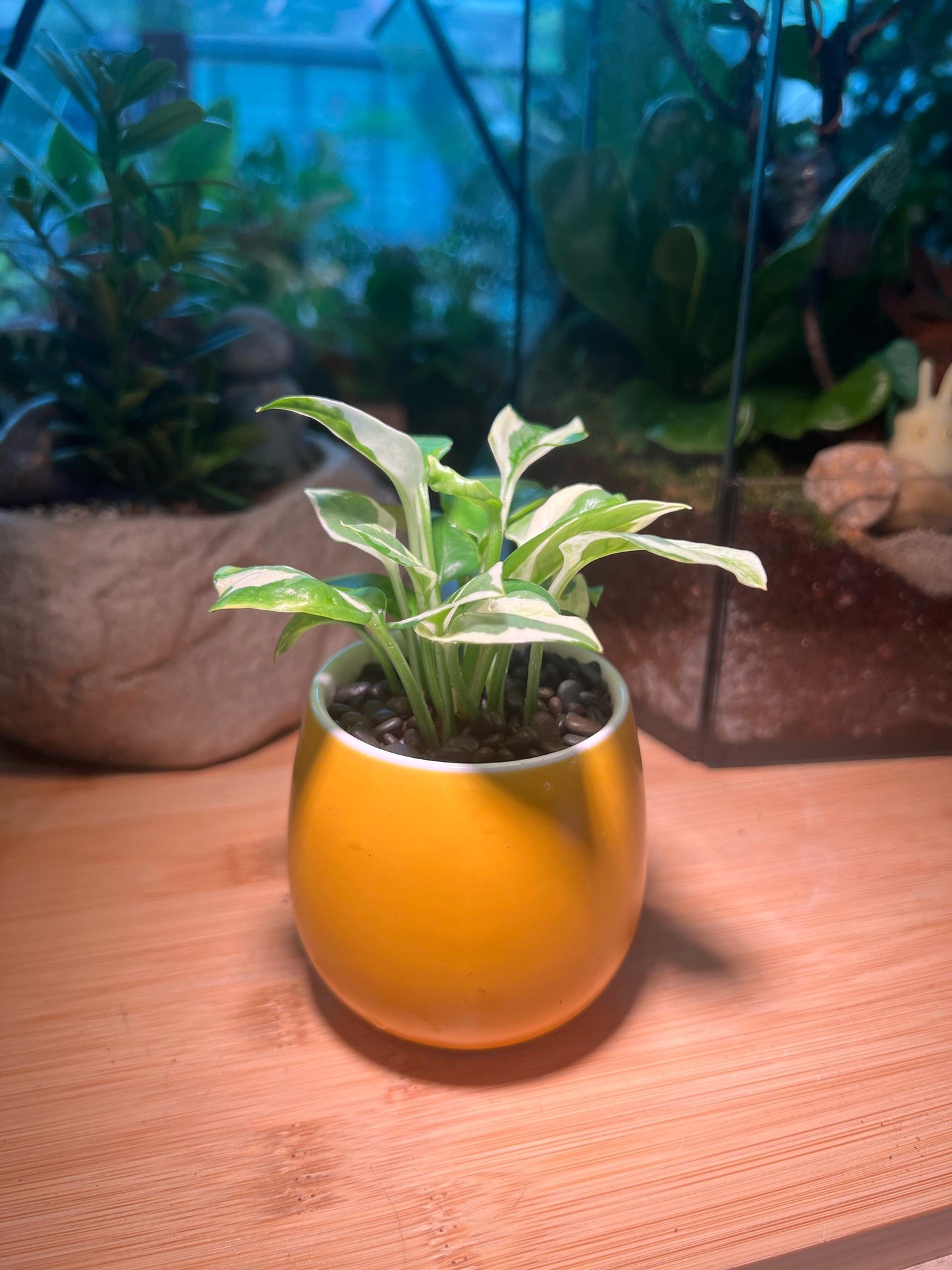 Golden Pothos in Yellow Ceramic Pot