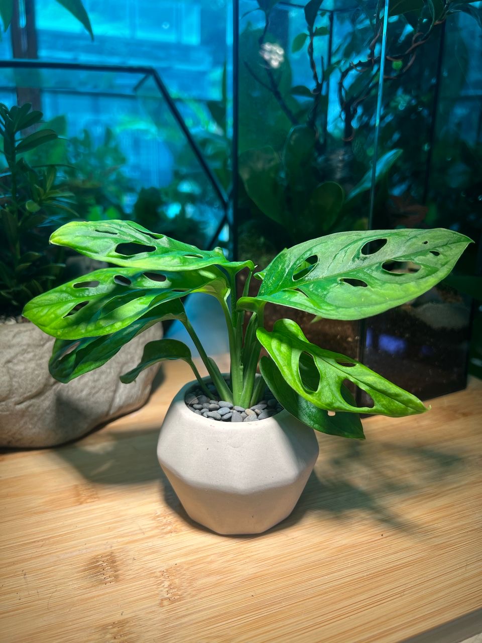 Monstera Deliciosa in Light Grey Ceramic Pot