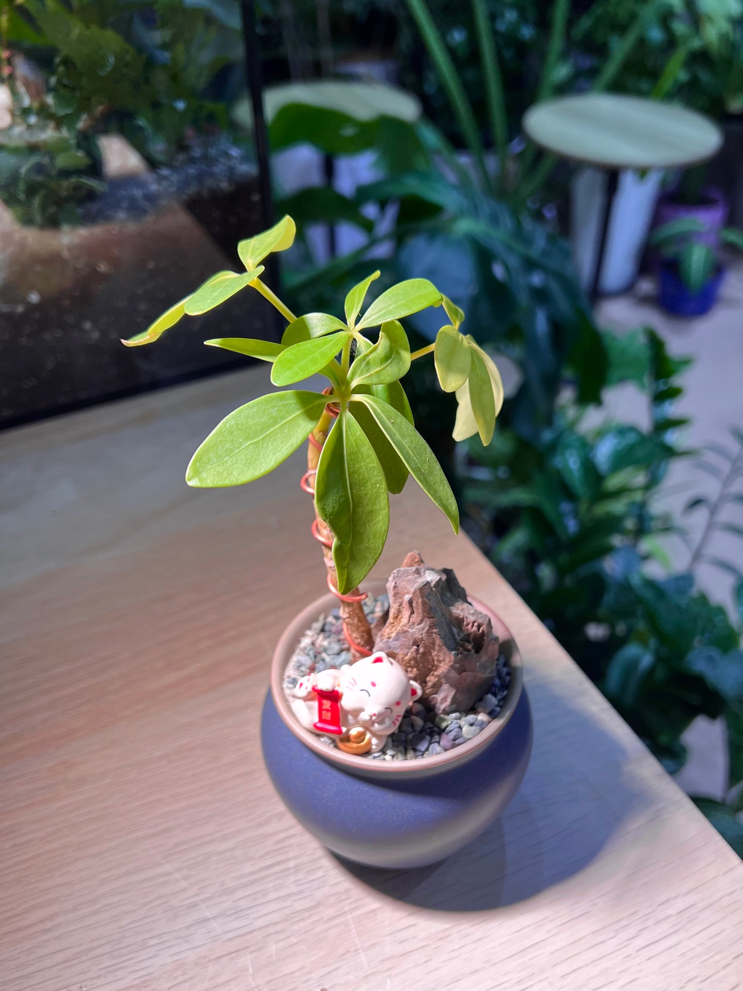 Dwarf Umbrella Tree (鸭脚木) in Matt Blue Ceramic Pot