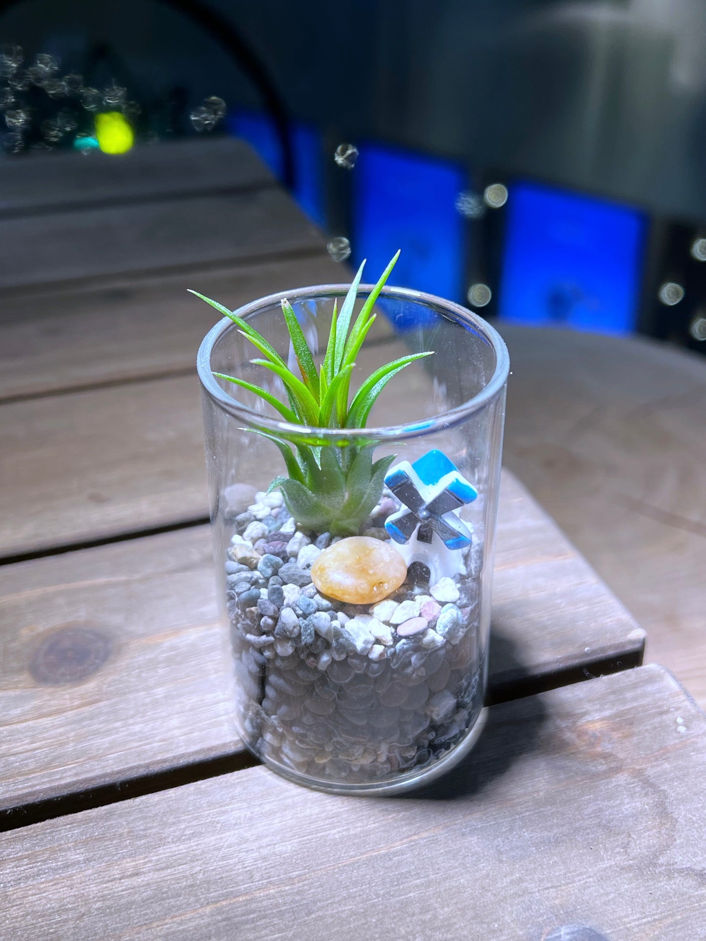 Airplant in Small Cylindrical Glass