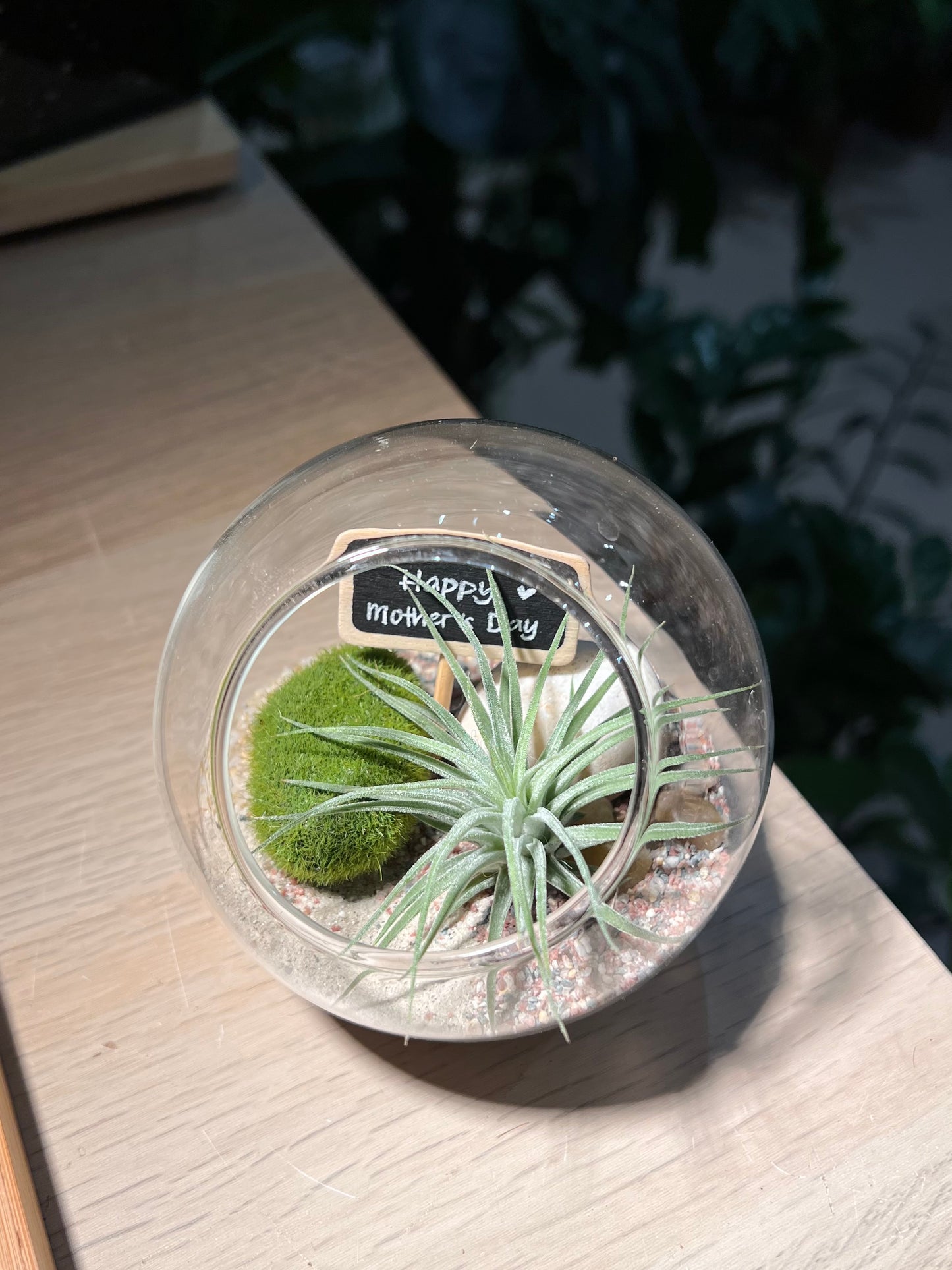 Airplant in Round Glass Terrarium
