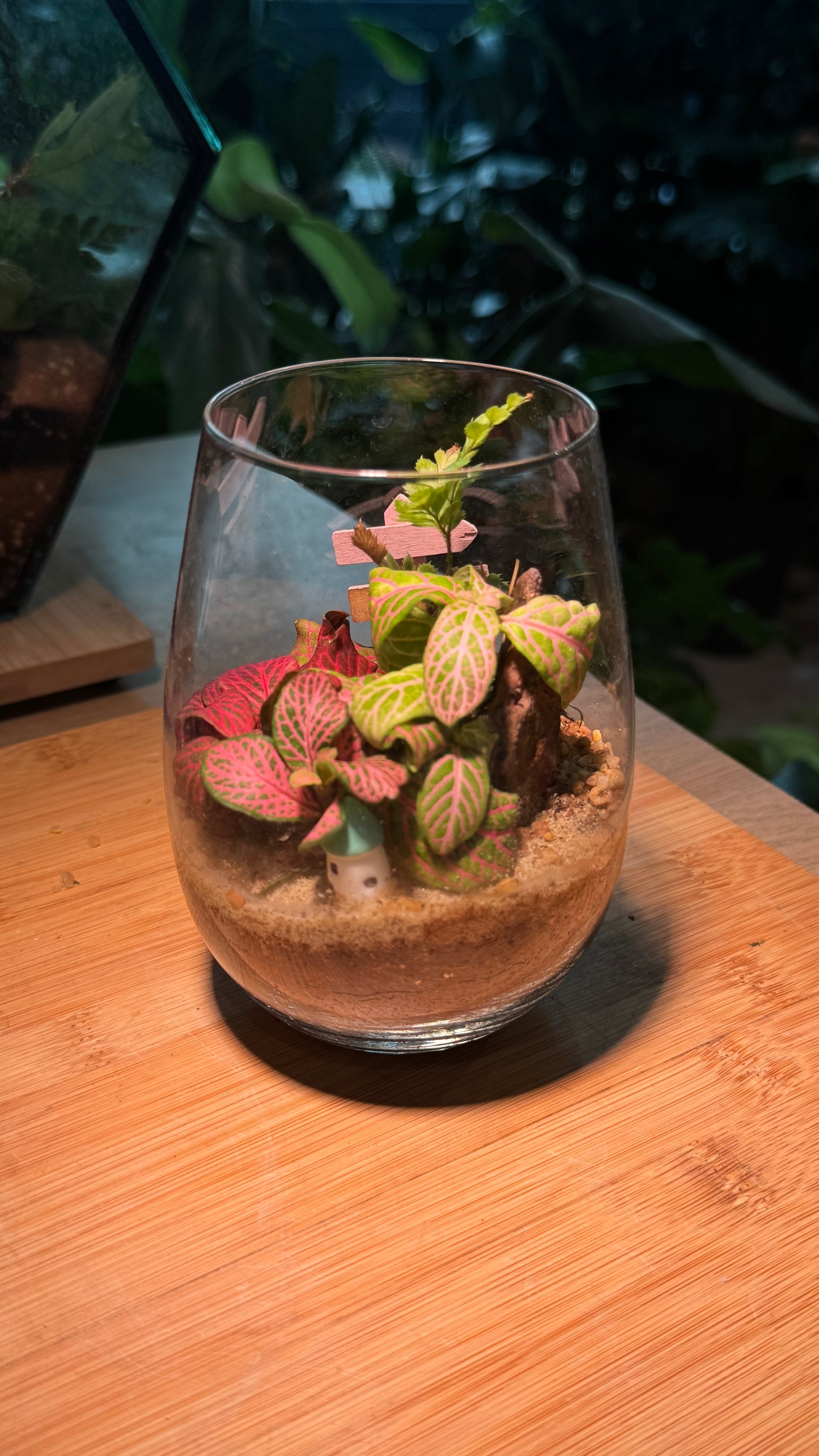 Tall Glass Indoor Plant Terrarium (M) DIY Kit