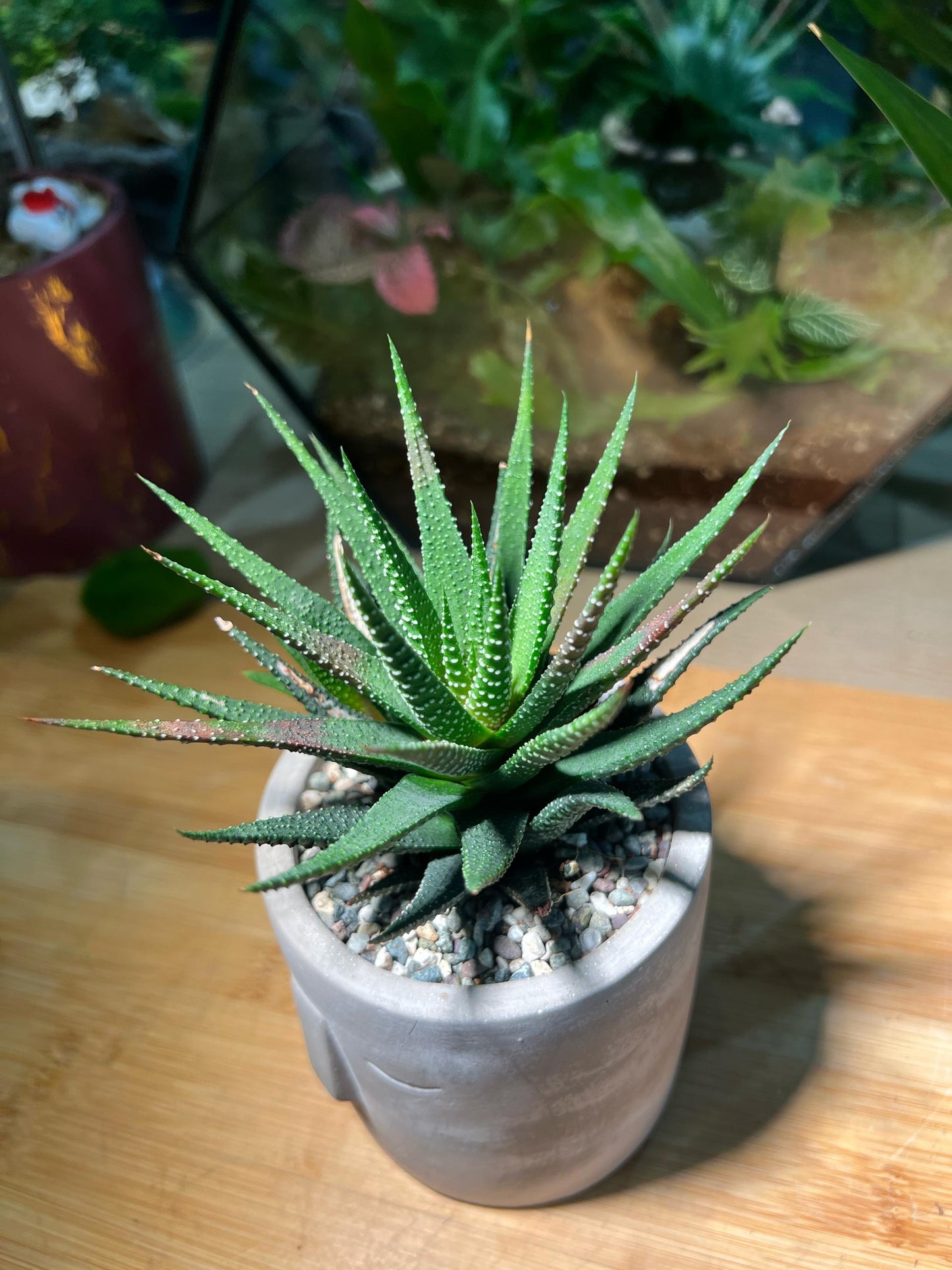 Haworthia in Terracotta Face Pot