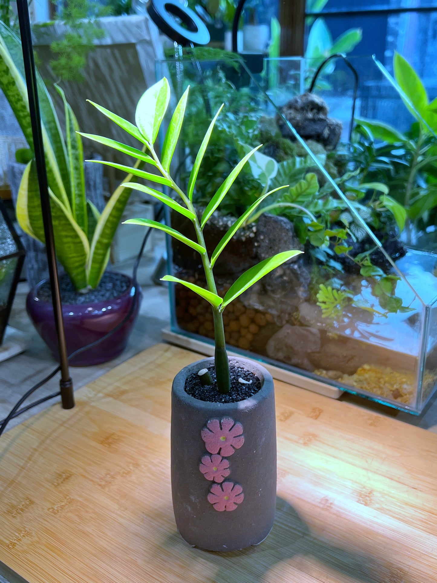 ZZ Plant in Matt Textured Flower Claypot