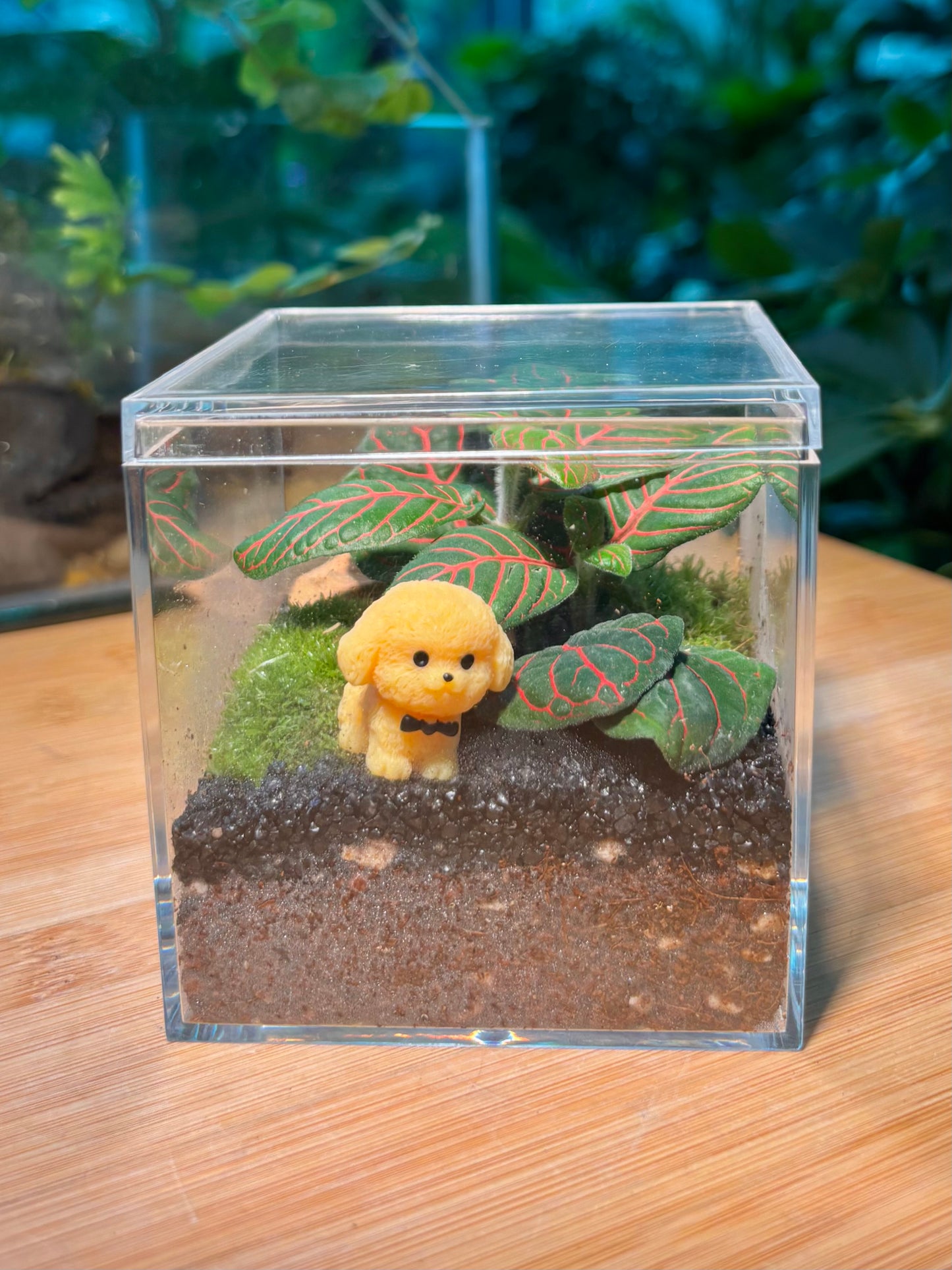 Indoor Plant in Mini Box Terrarium 🐾