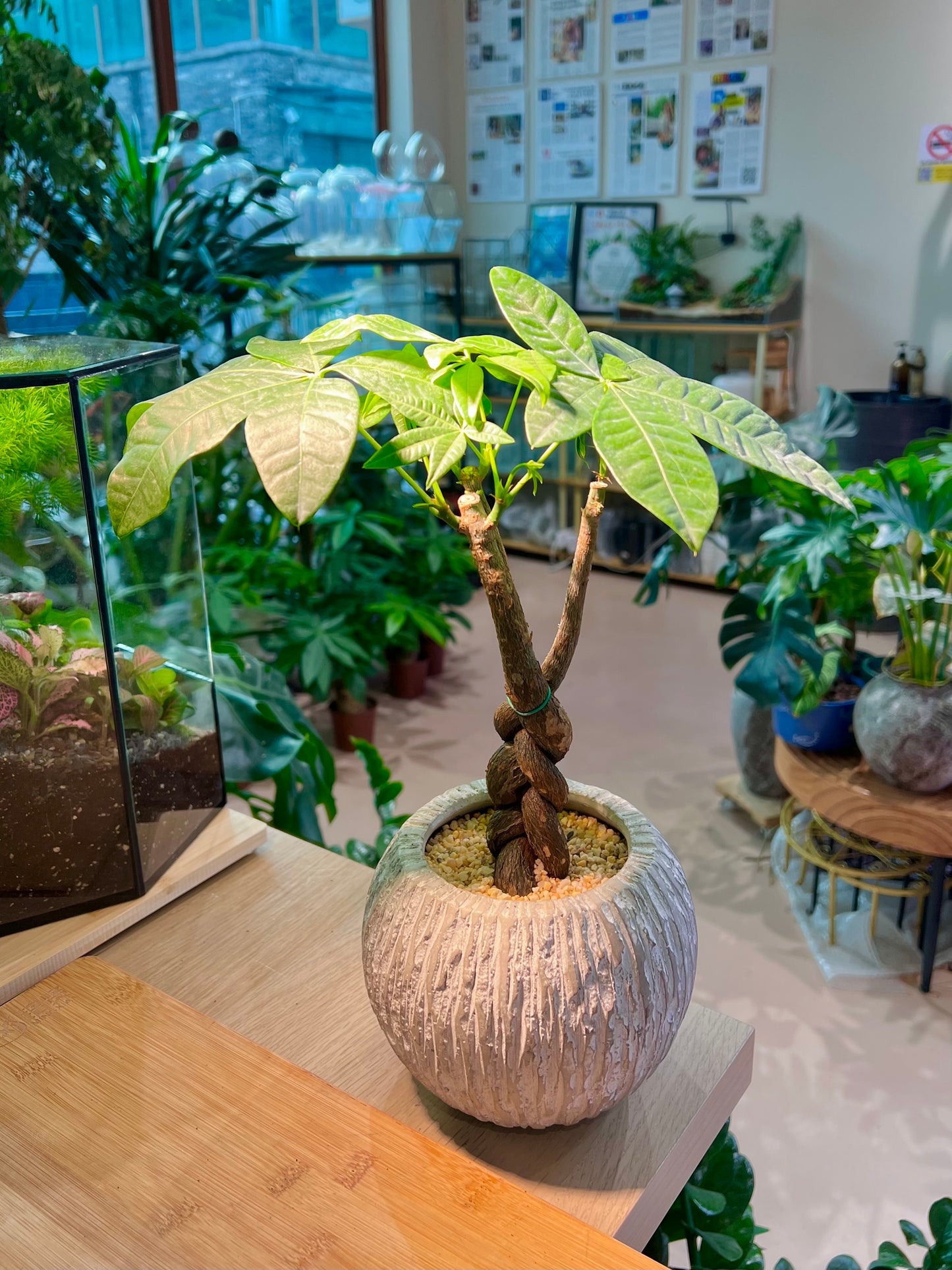 Pachira (发财树) Money Tree in Greyish Pattern Pot
