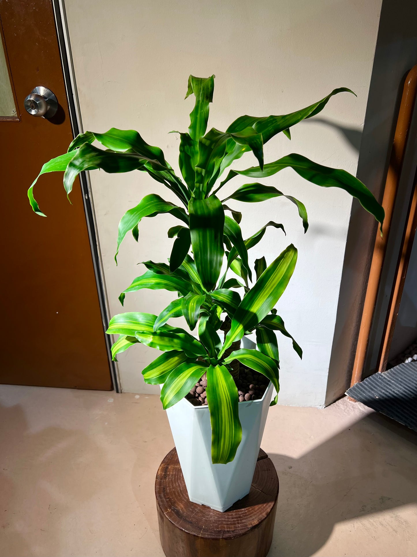 Dracaena Fragrans (้ๆ ) in White Ceramic Pot