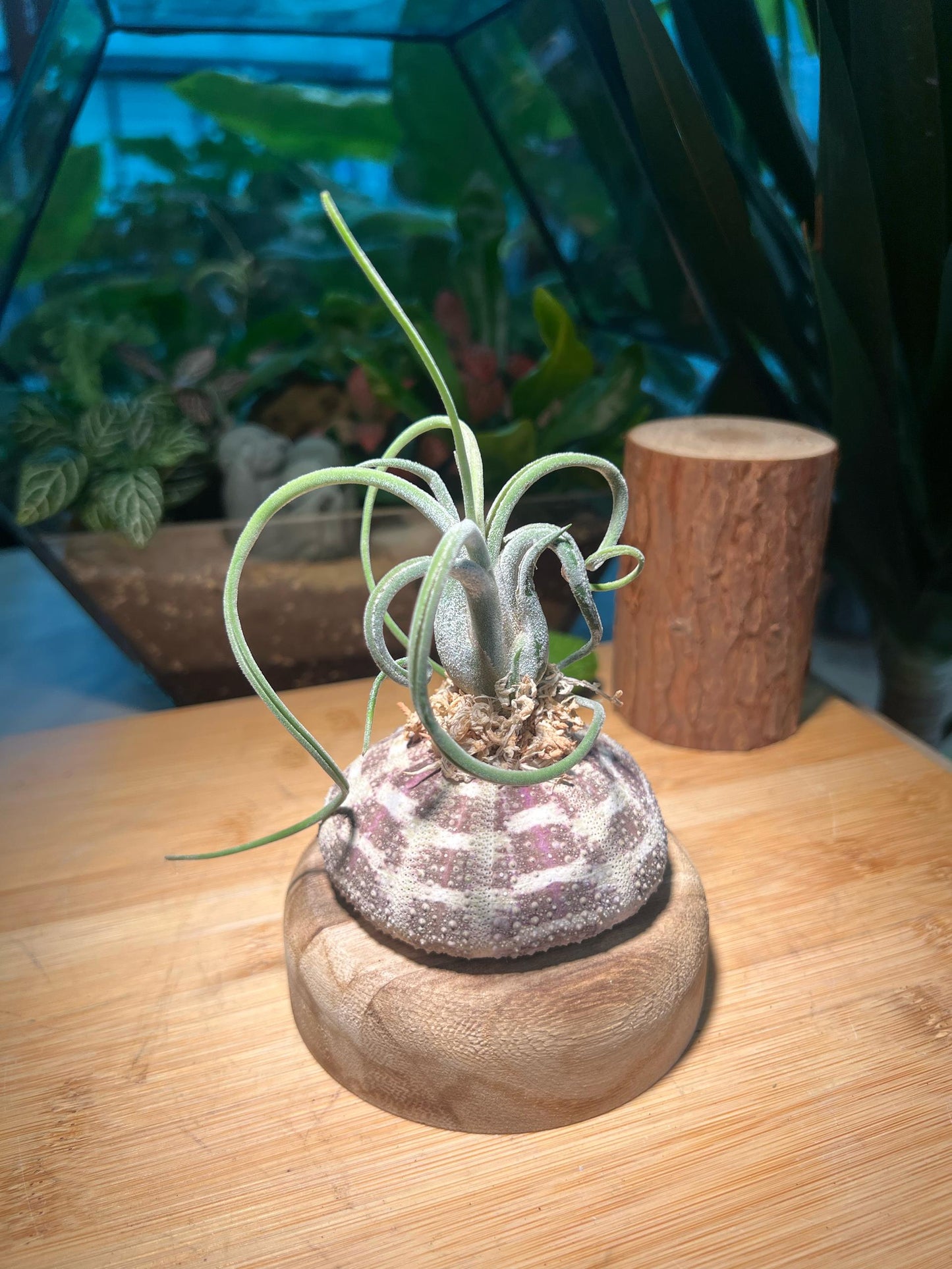 Airplant on Real Sea Urchin Shell