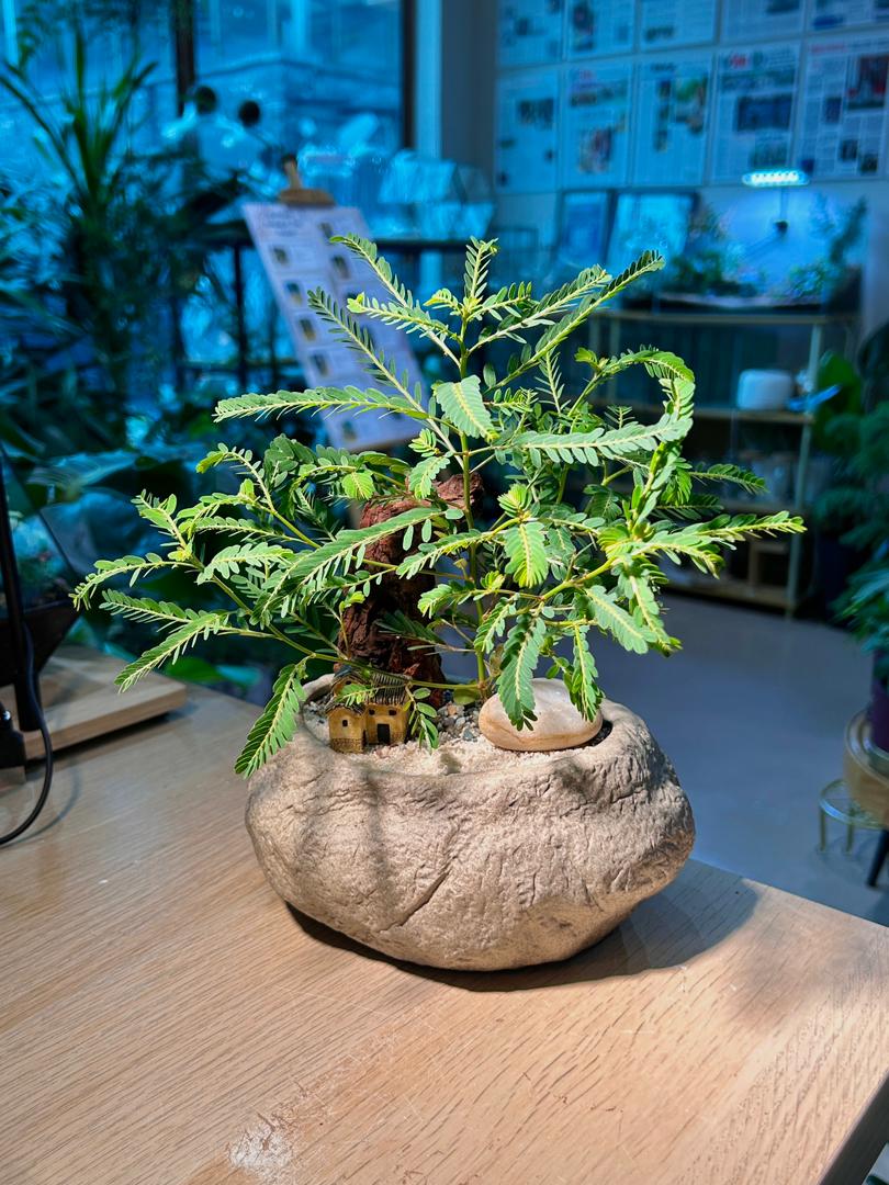 Mimosa Pudica (εΆδΈη ) Phyllanthus Urinaria (Bonsai) Arrangement in Faux Stone Pot