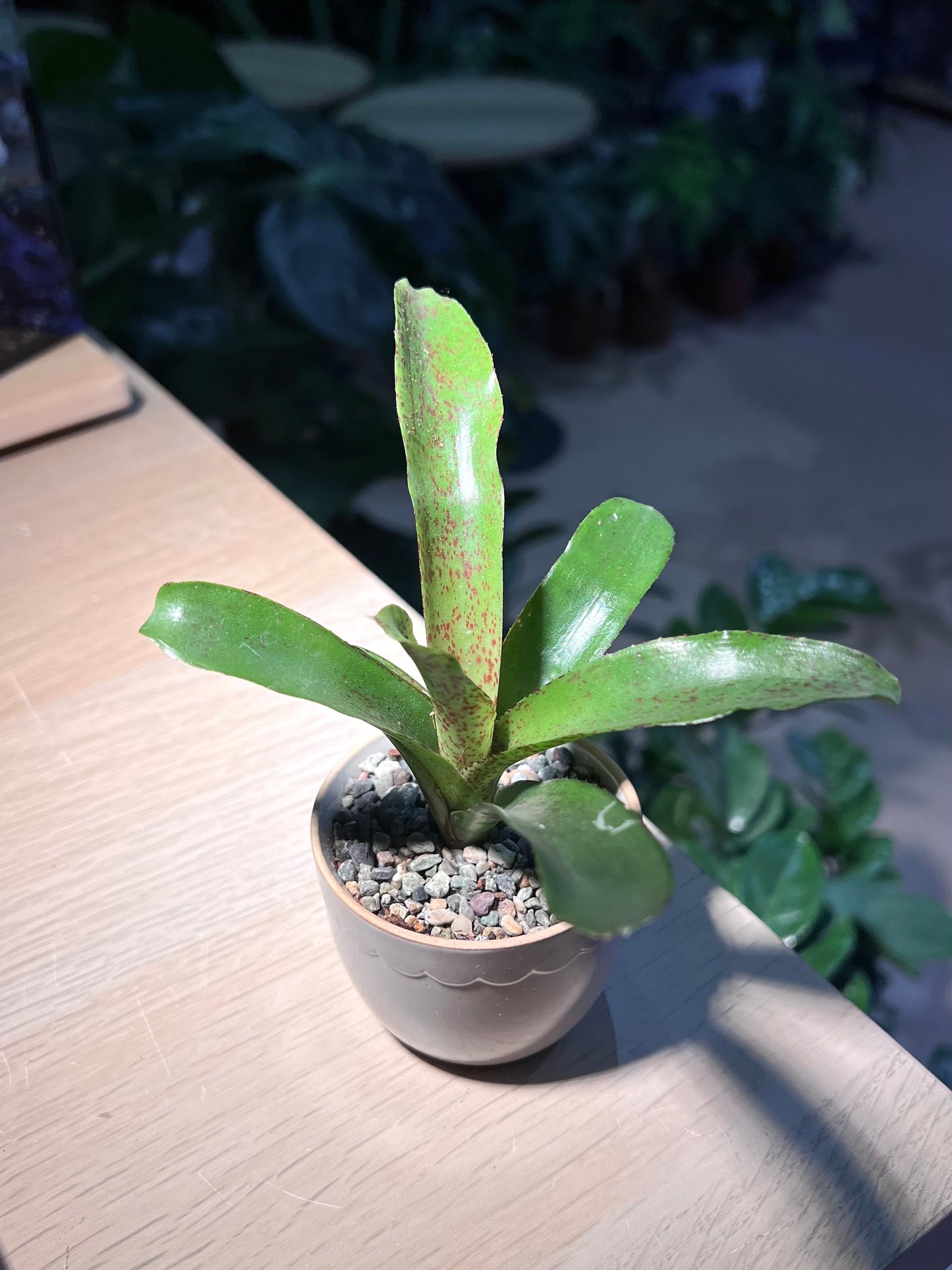 Bromeliad in Petal Edge Ceramic Pot