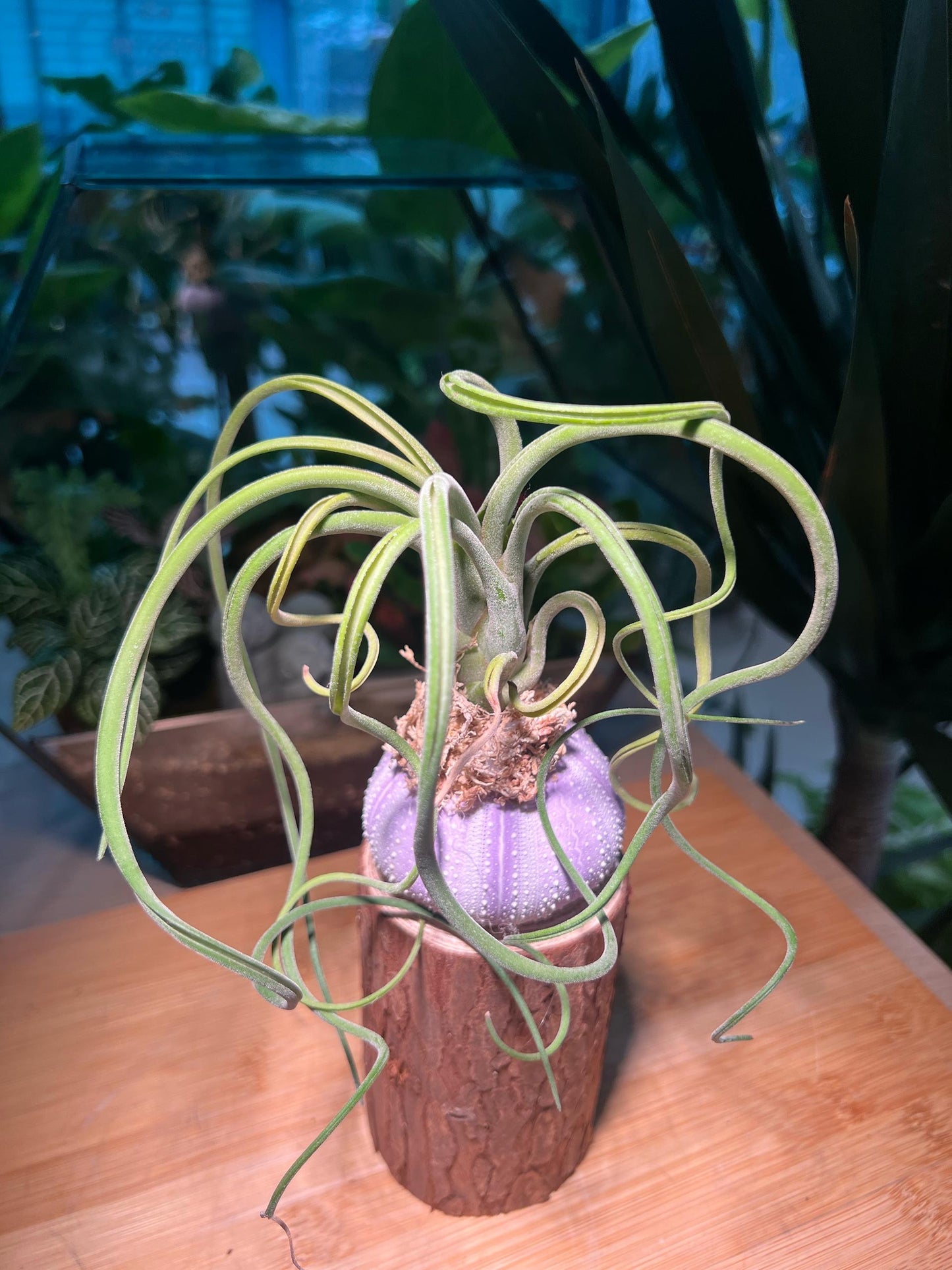 Airplant on Real Sea Urchin Shell