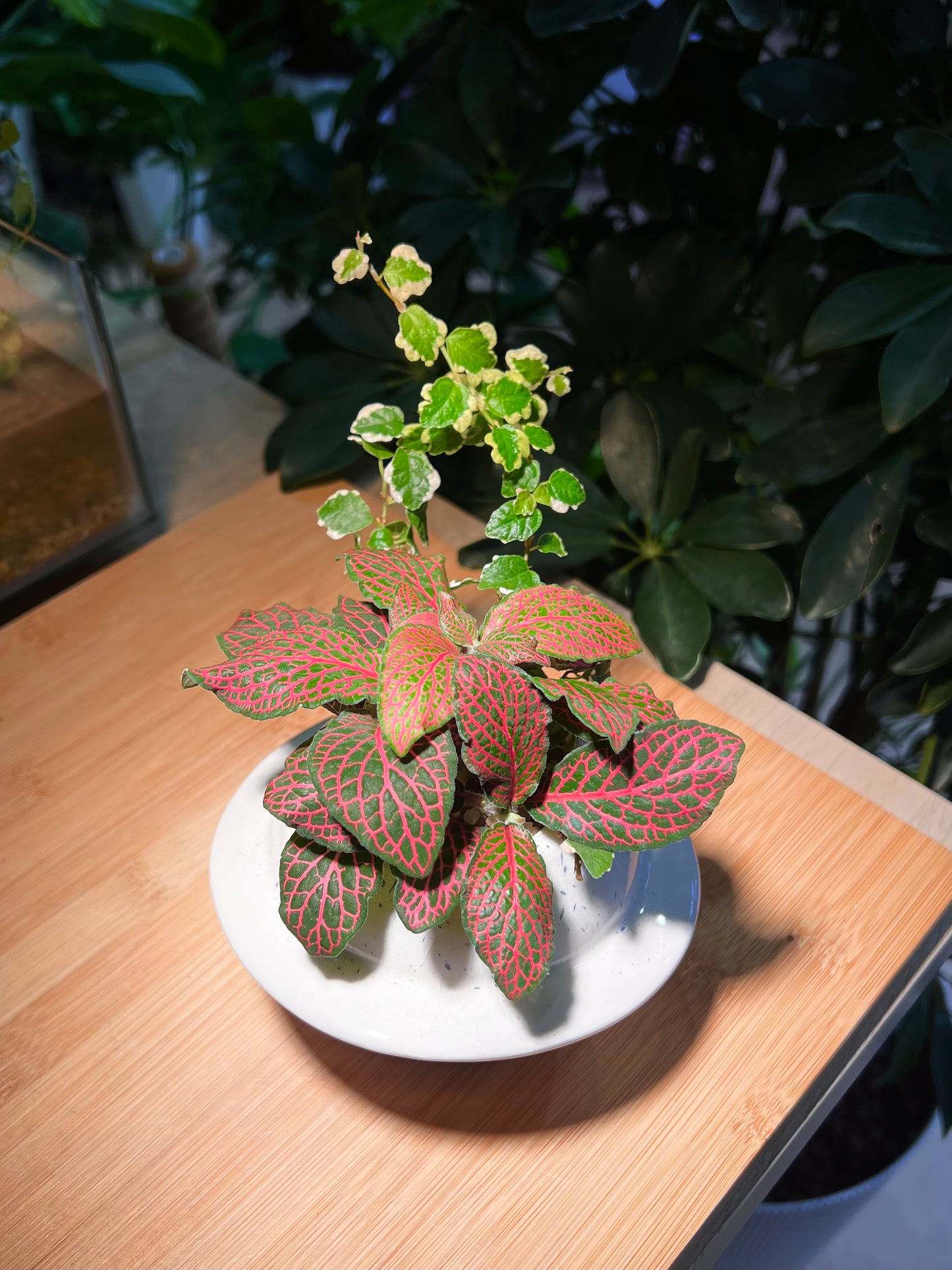 Fittonia and Ficus Pumila Arrangement in Saturn Ceramic Pot