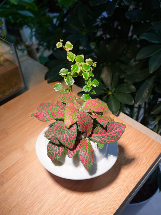 Fittonia and Ficus Pumila Arrangement in Saturn Ceramic Pot