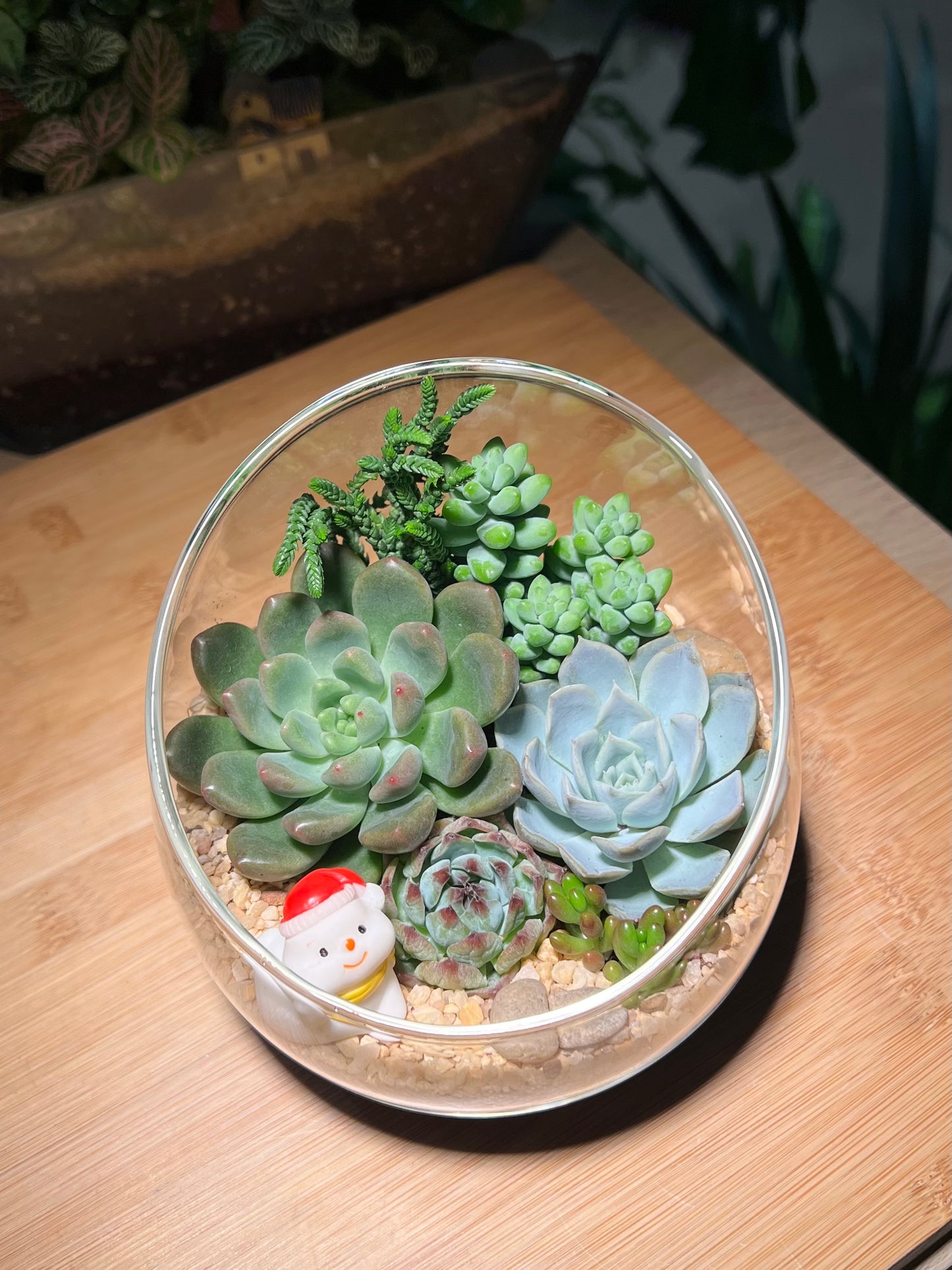 Christmas Theme - Succulent Arrangement in Slanted Glass