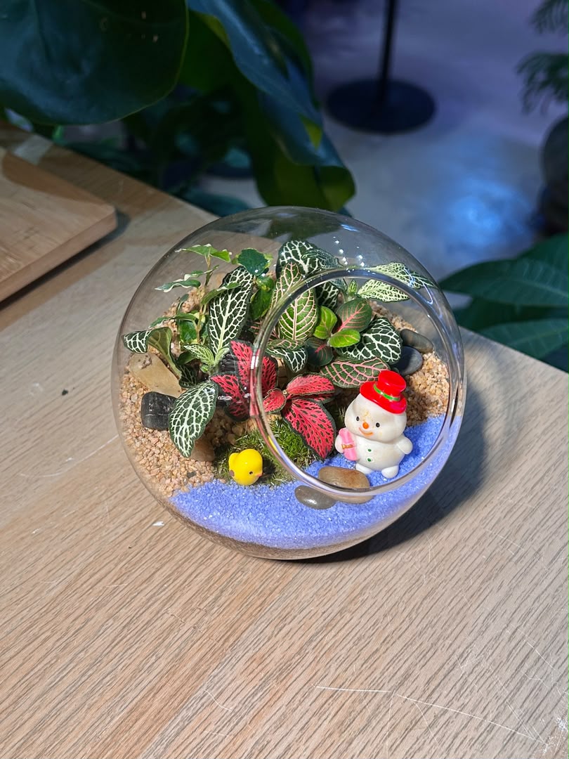 Indoor Plant Arrangement Fittonia & Pumila & Moss (η½ηΊΉθ & θθ & θθ) in Round Glass (L)