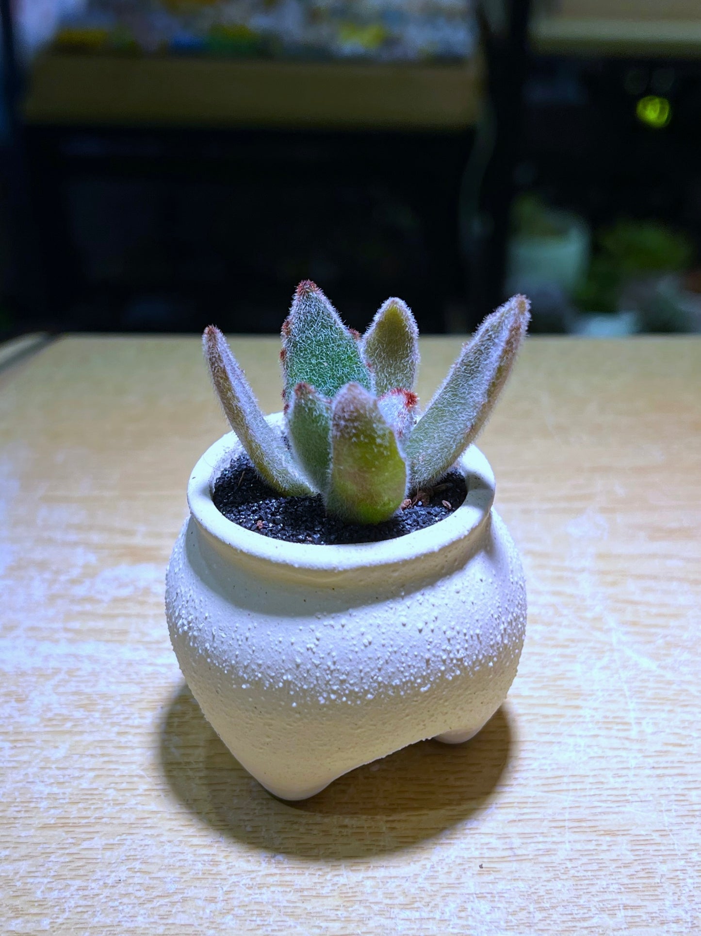 Kalanchoe Tomentosa in Fat Triangular Based Pot