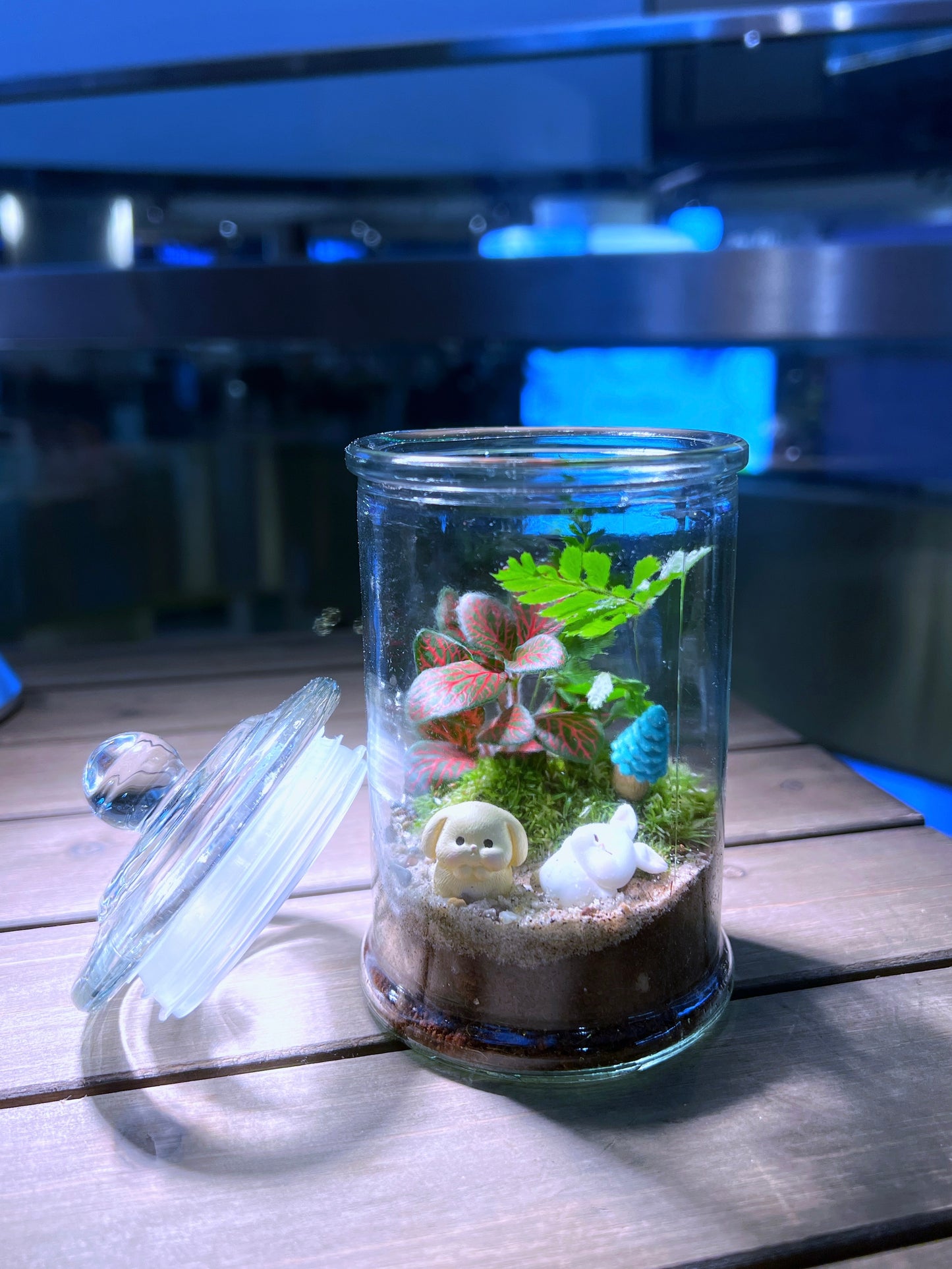 Fittonia & Fern with Moss Arrangement in Terrarium Jar (M)