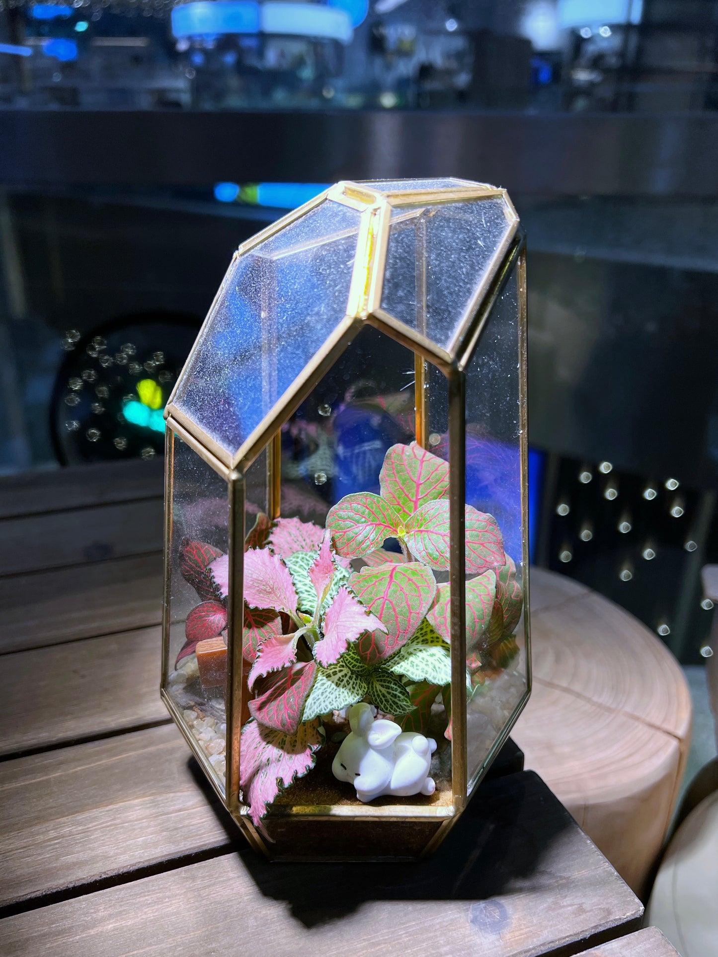 Fittonia Arrangement in Golden Frame Polygonal Terrarium (M)