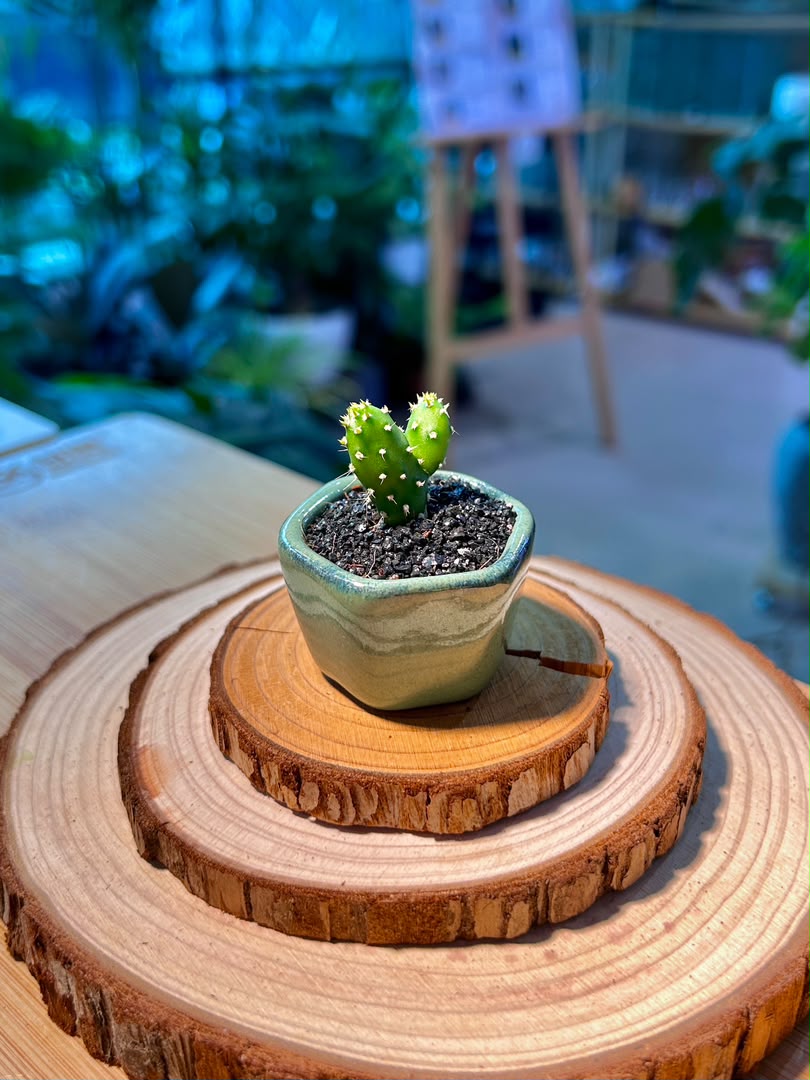 Opuntia Microdasys (Bunny Ears Cactus) in Green Ceramic Pot