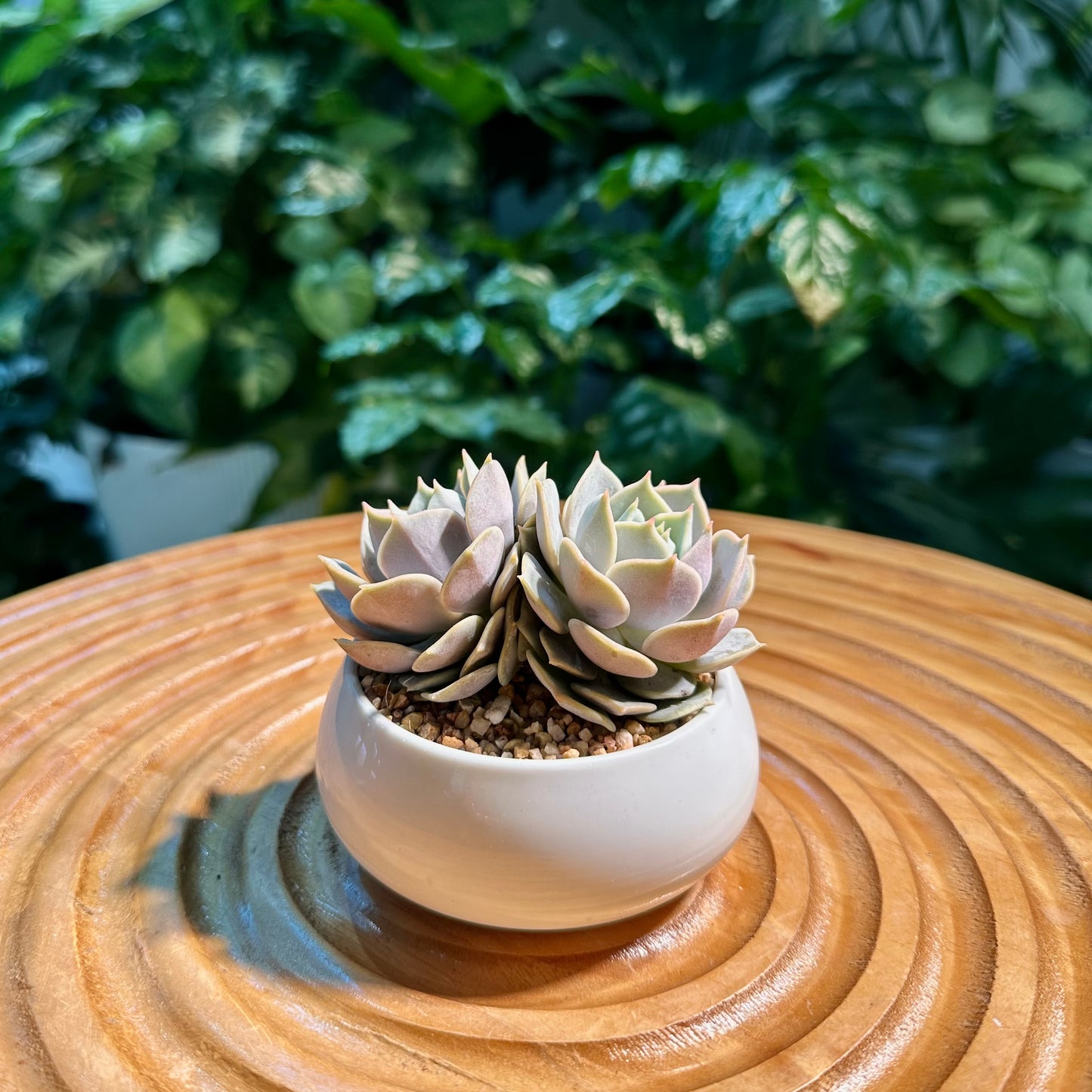 Echeveria Collection in White Ceramic Pot