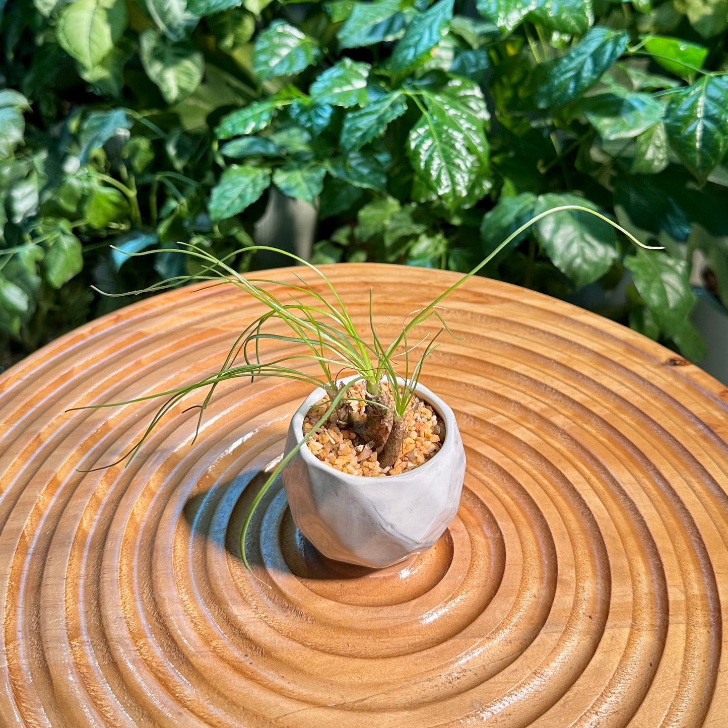 Albuca Humilis in Designer Pot