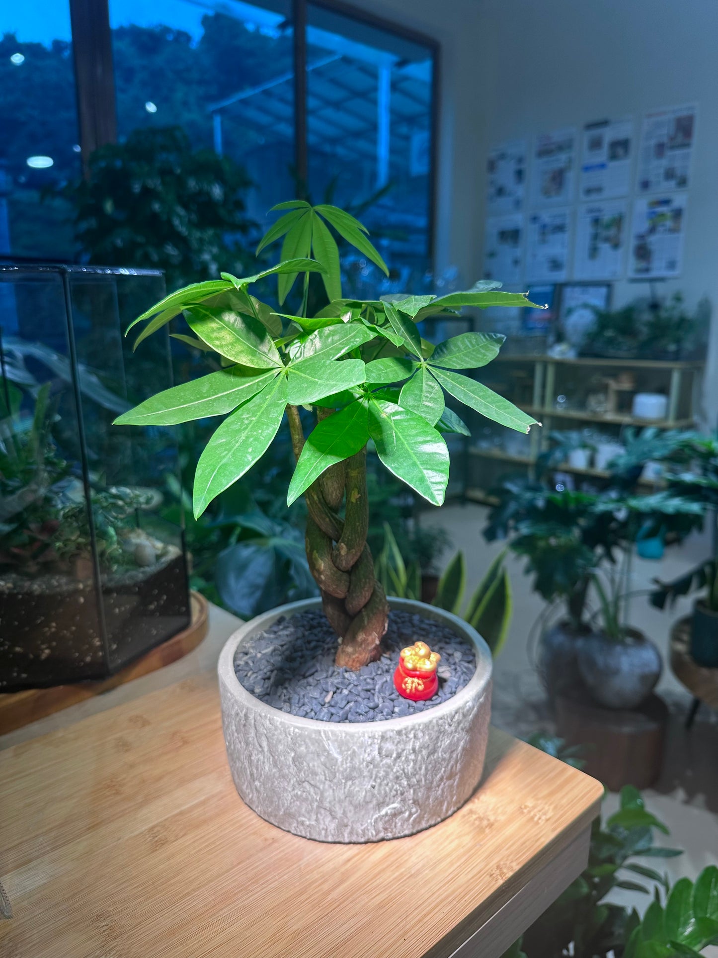 CNY Theme - Pachira Money Tree in Stone Designed Ceramic Pot