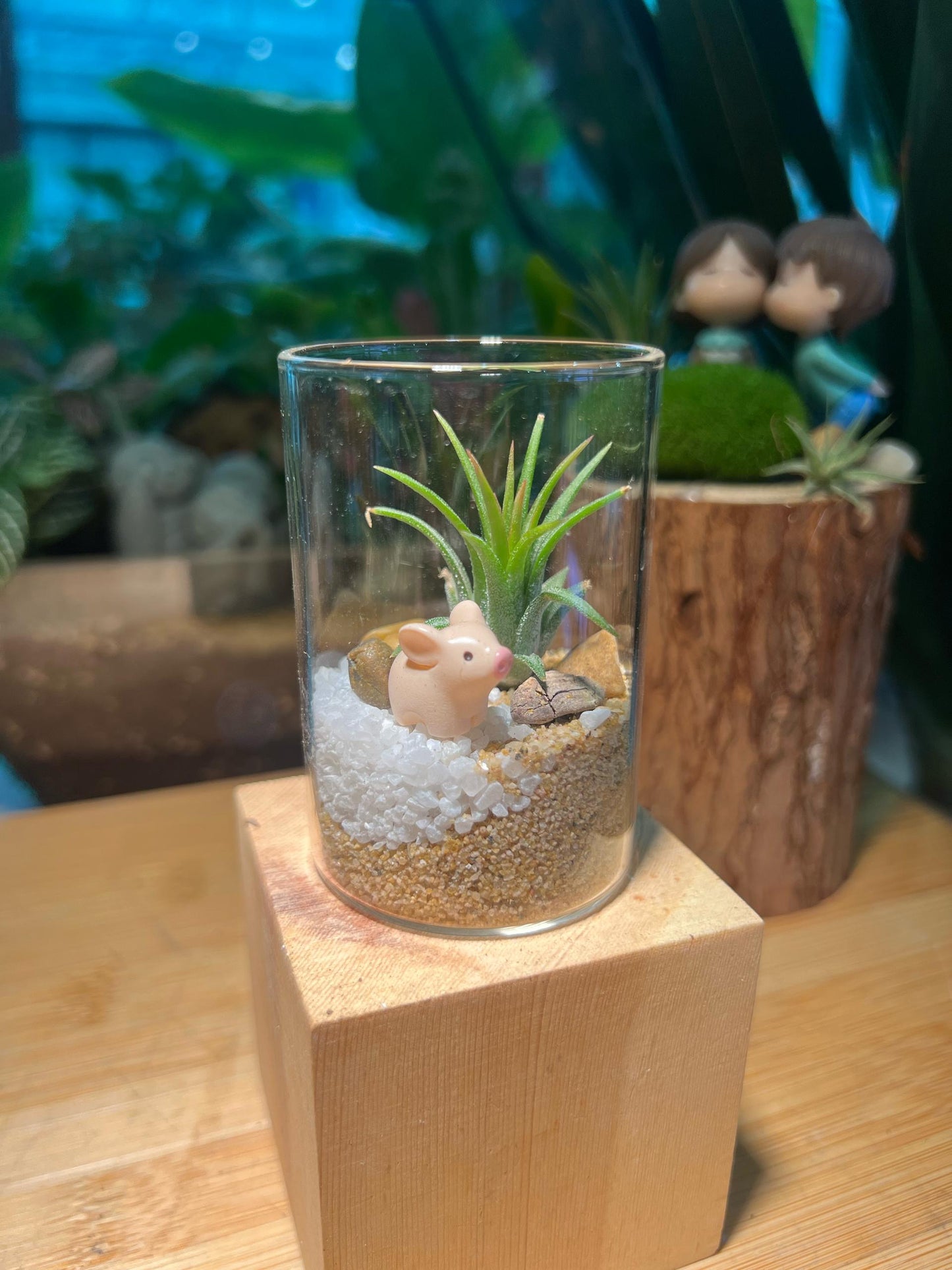 Airplant in Small Cylindrical Glass with Piggie