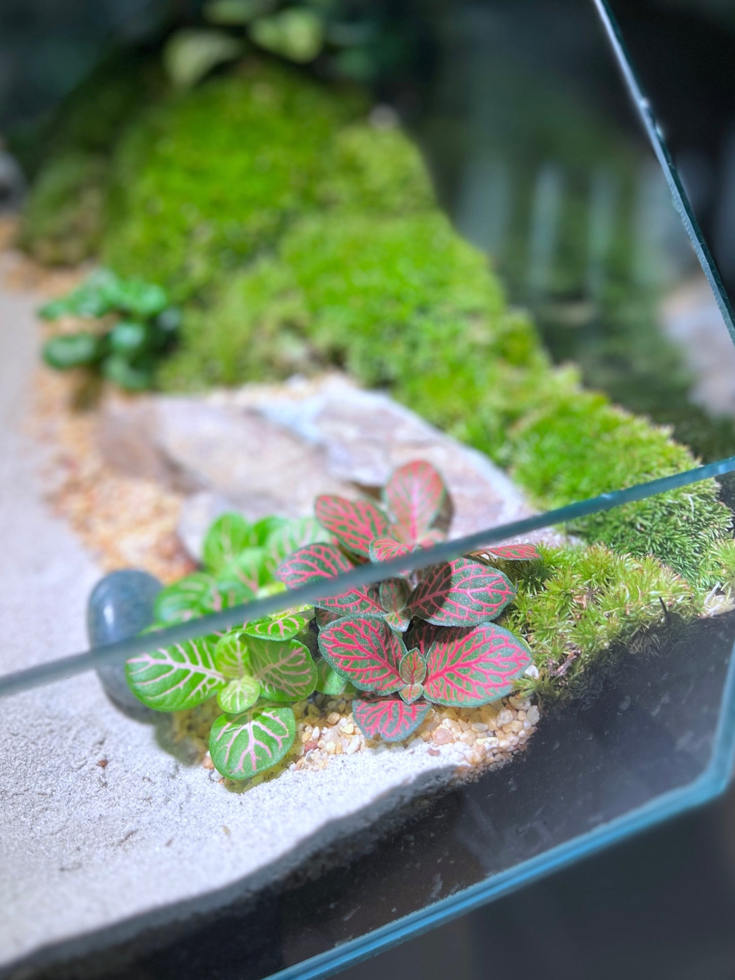 Indoor Plant Arrangement in Serene Forestscape Terrarium