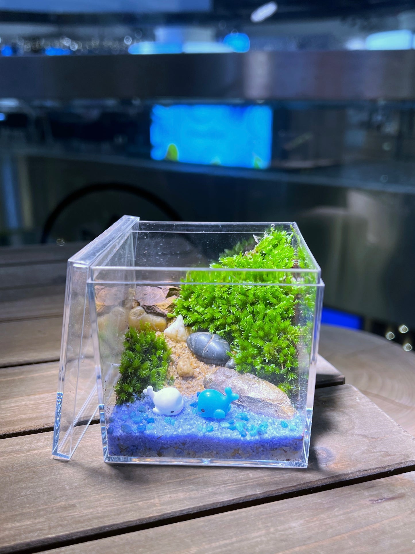 Moss Terrarium Workshop