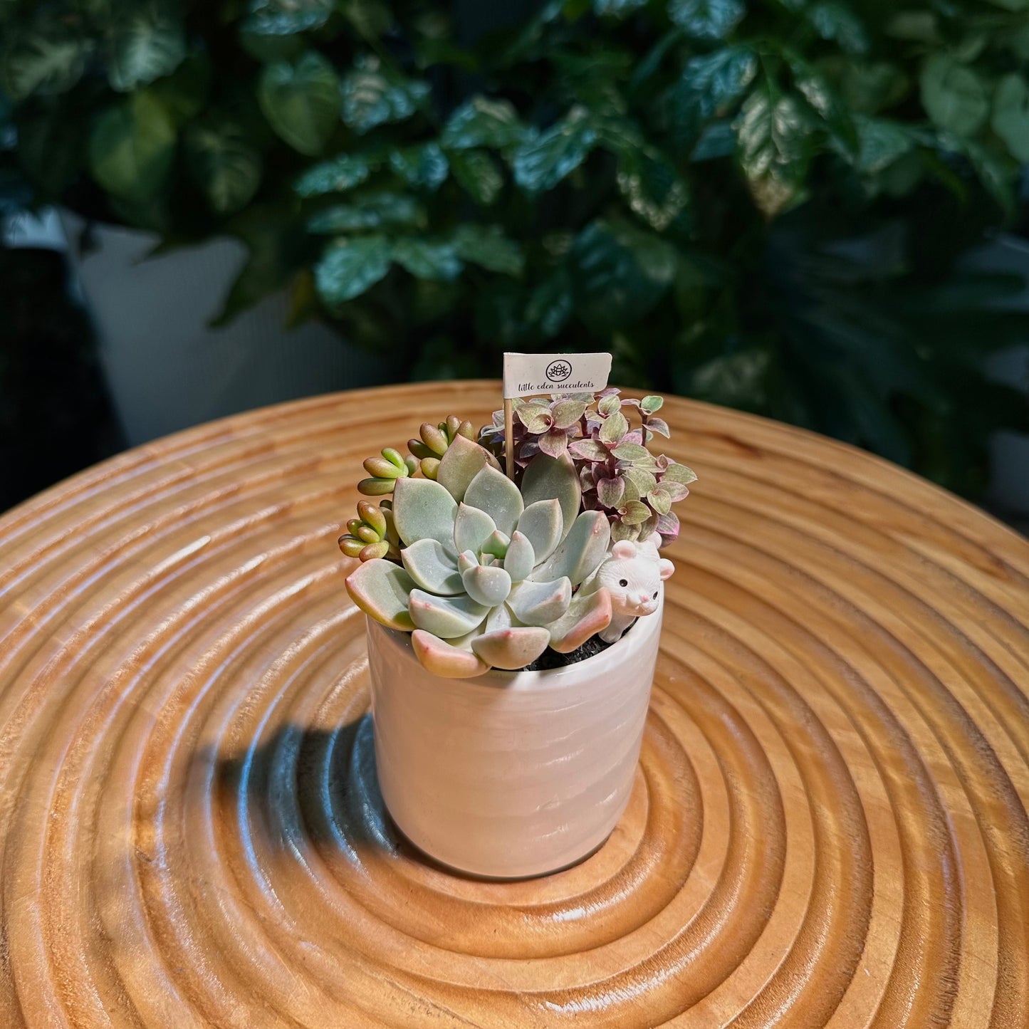 Succulent Arrangement in White Ceramic Cylindrical Pot