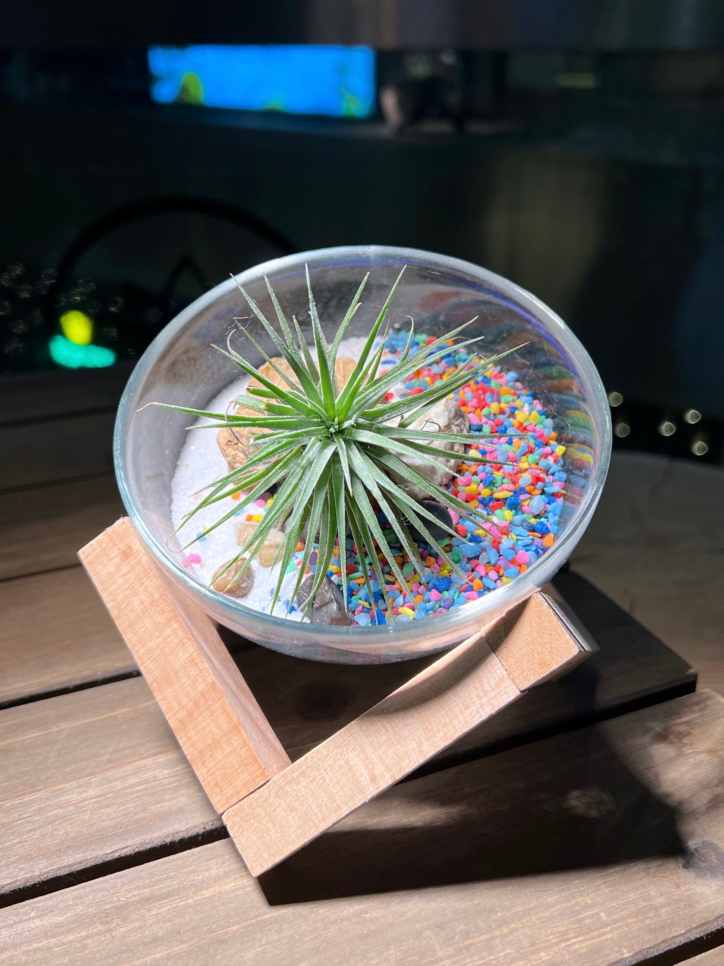 Airplant in Semi-circle Glass with Terrarium Stand