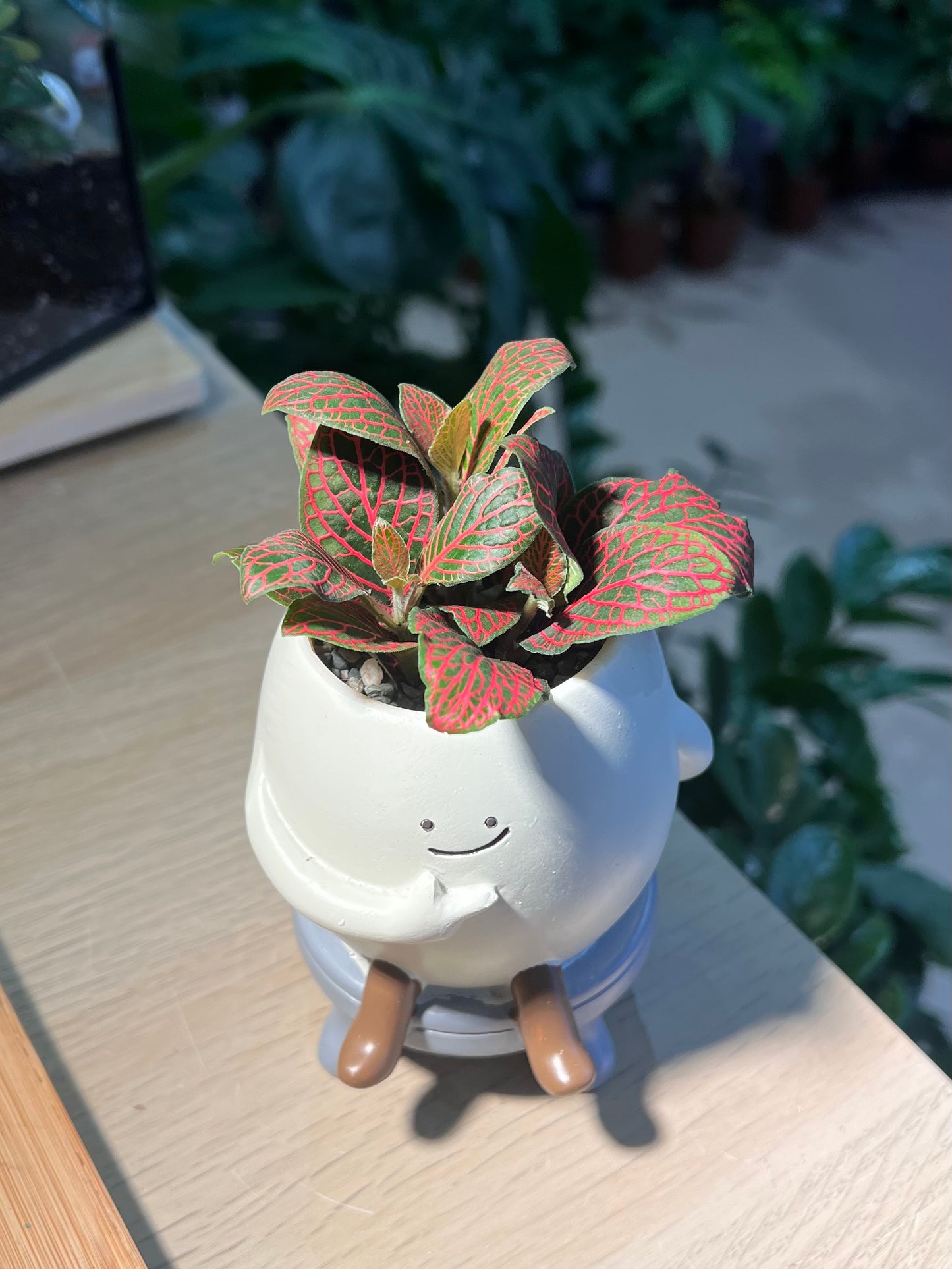 Fittonia in Smiling Face Pot