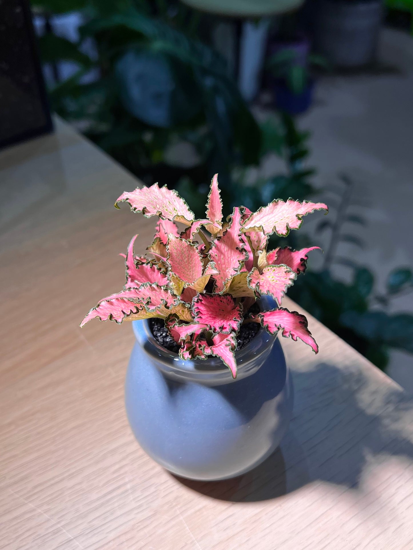 Fittonia in Sky Blue Ceramic Pot
