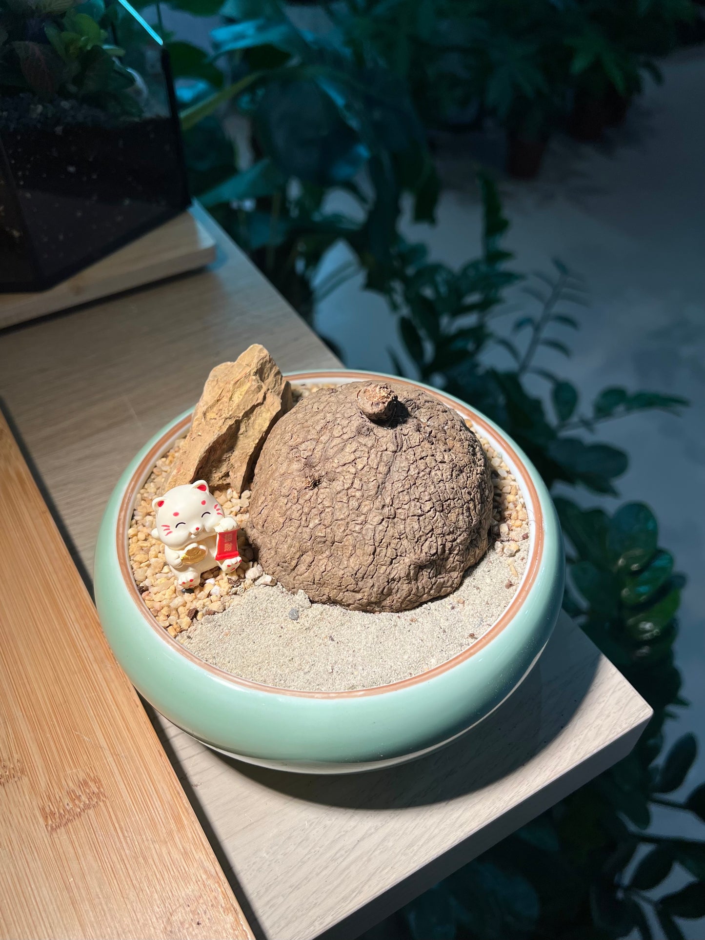 Stephania (山乌龟) in Round Mint Ceramic Pot